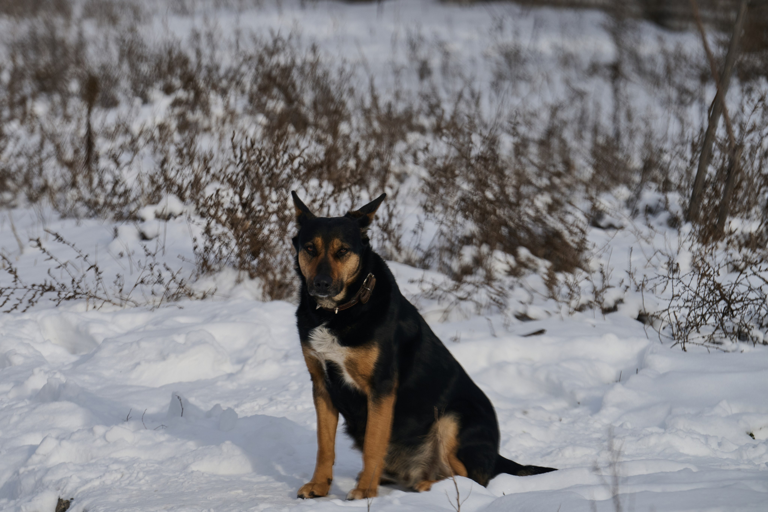 Рубежное. Январь 2026. Фотограф Роман Адлер