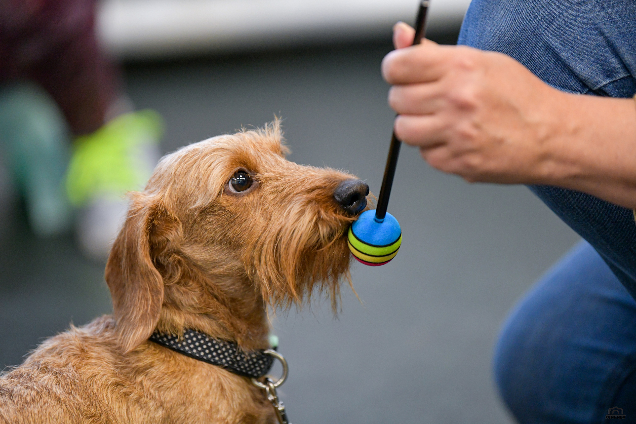 Кинологический клуб «Бодрый хвост». Свой взгляд через объектив
