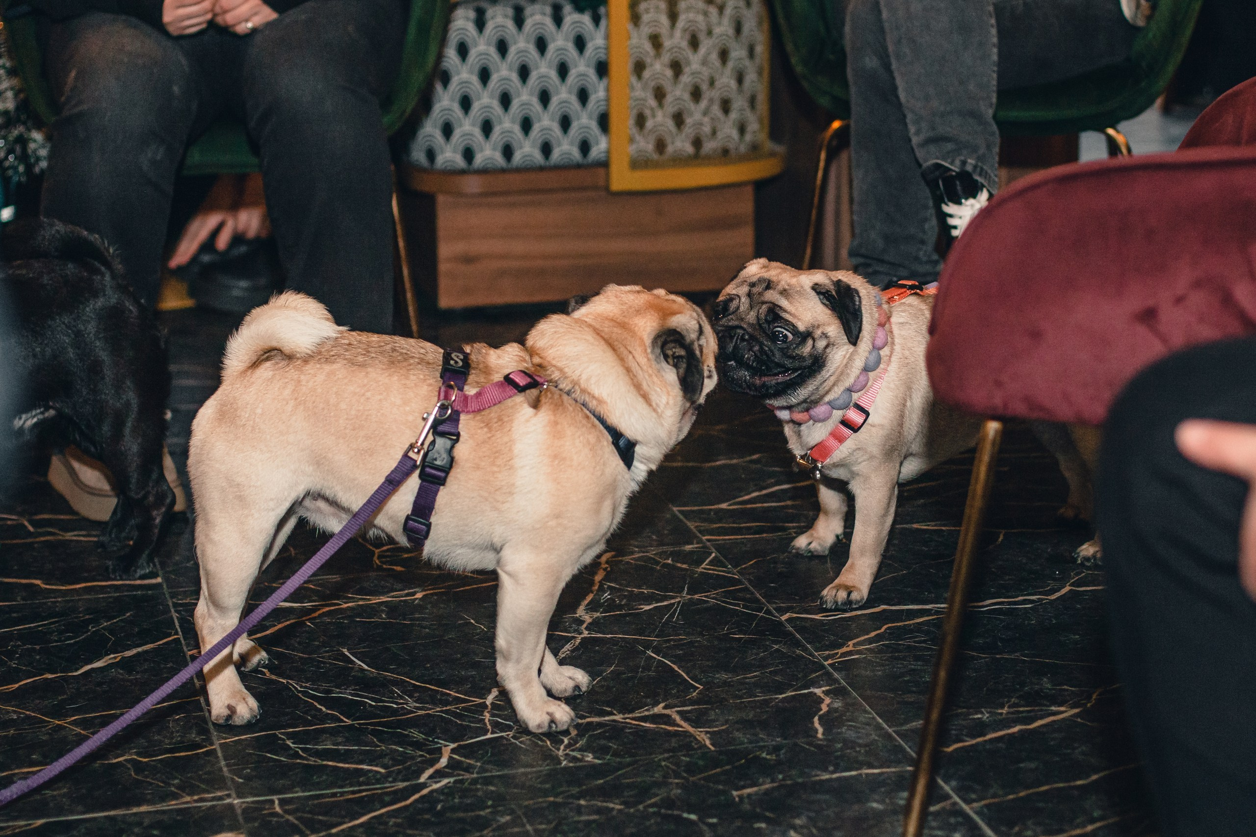 Мопсовстреча 02.12.2023. Фотограф-анималист Татьяна Степанова