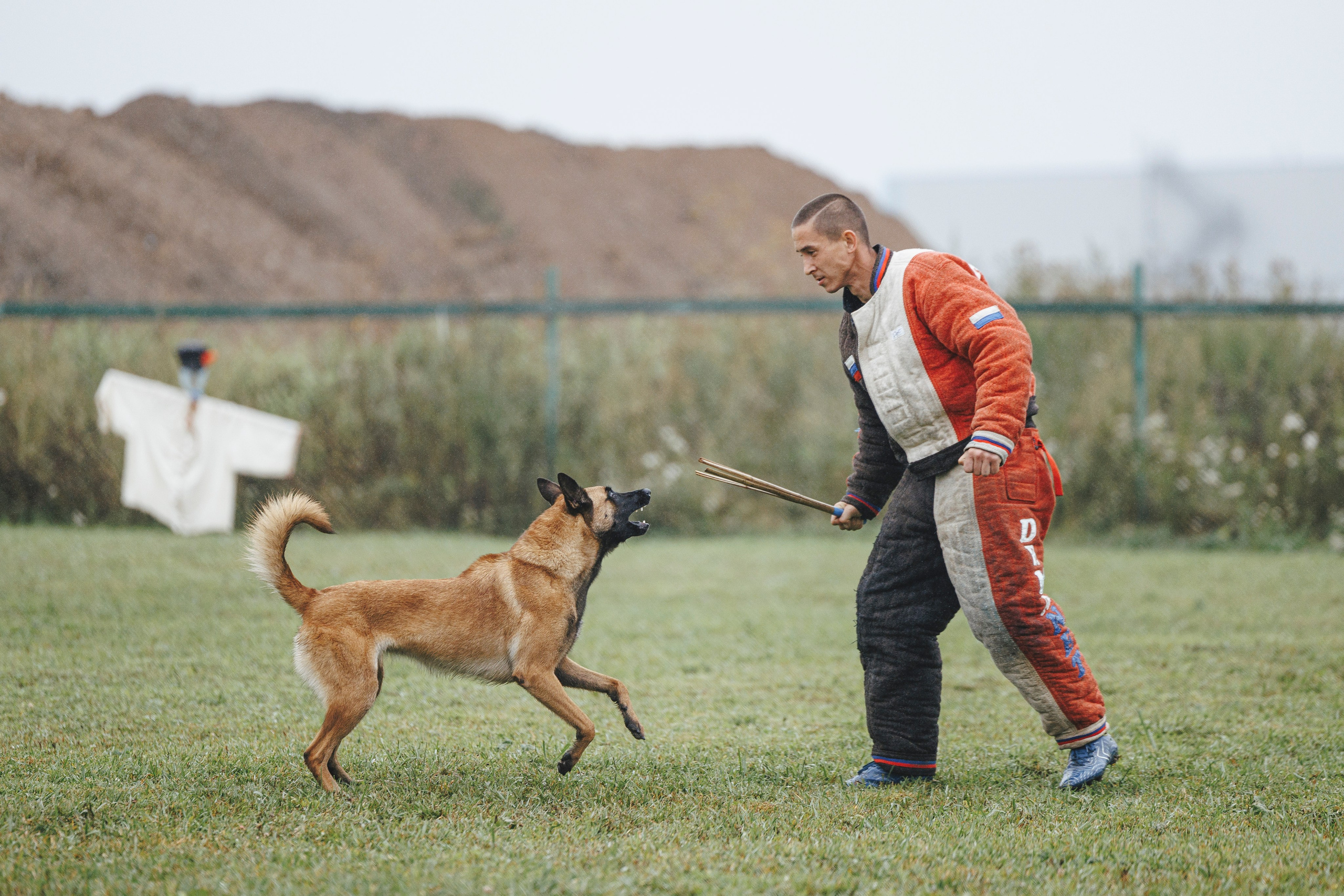 08.08.25-10.08.25 ЧР по мондьорингу г. Вологда. Фотограф-анималист Анна Маринич