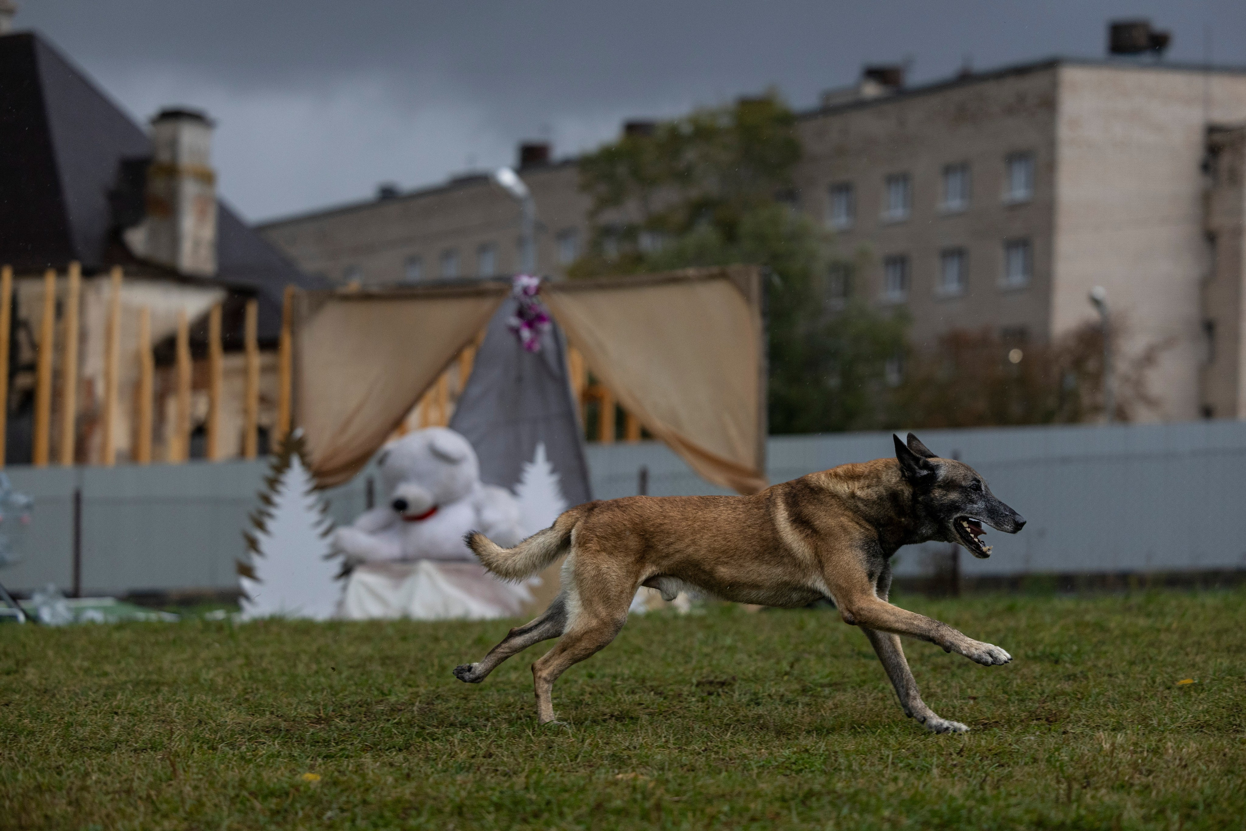 Испытания по Мондьорингу г. Пушкин. Фотограф-анималист Анна Маринич