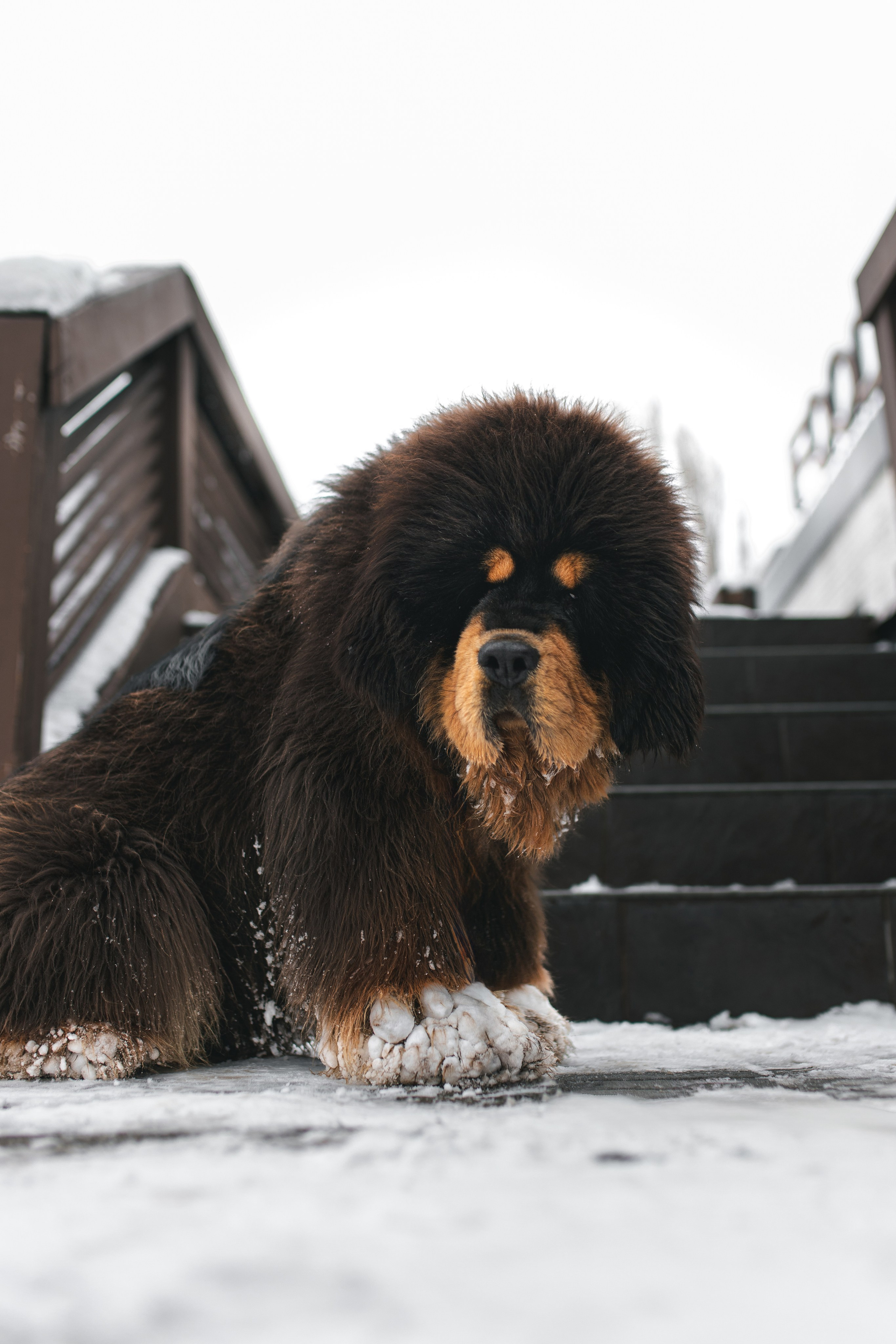 ZHU NI HAO YUN CHENGGONG DOG: медведица в снегу. Портретный и репортажный фотограф в Воронеже: Анастасия Пузикова