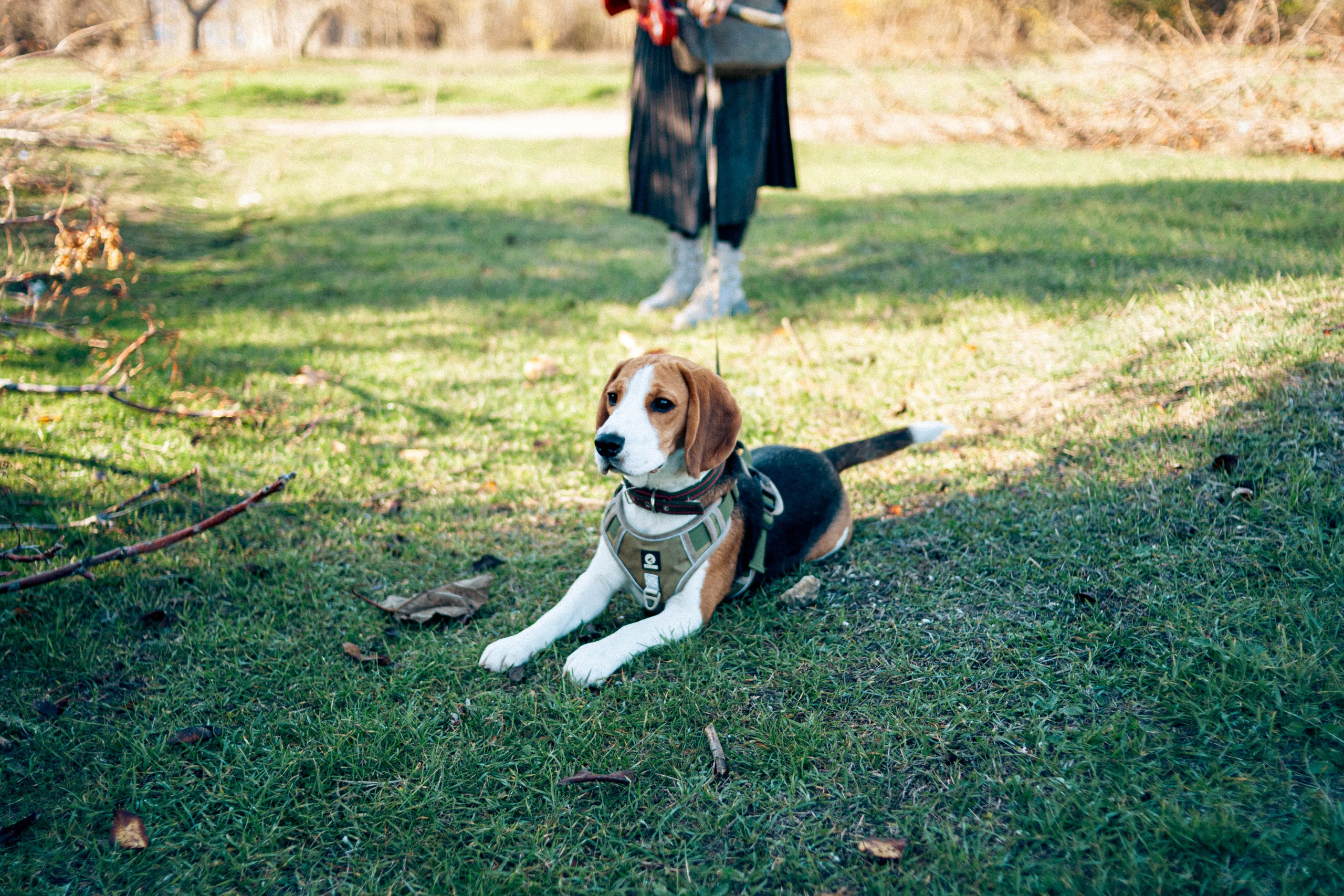 Фотография собак Евпатория