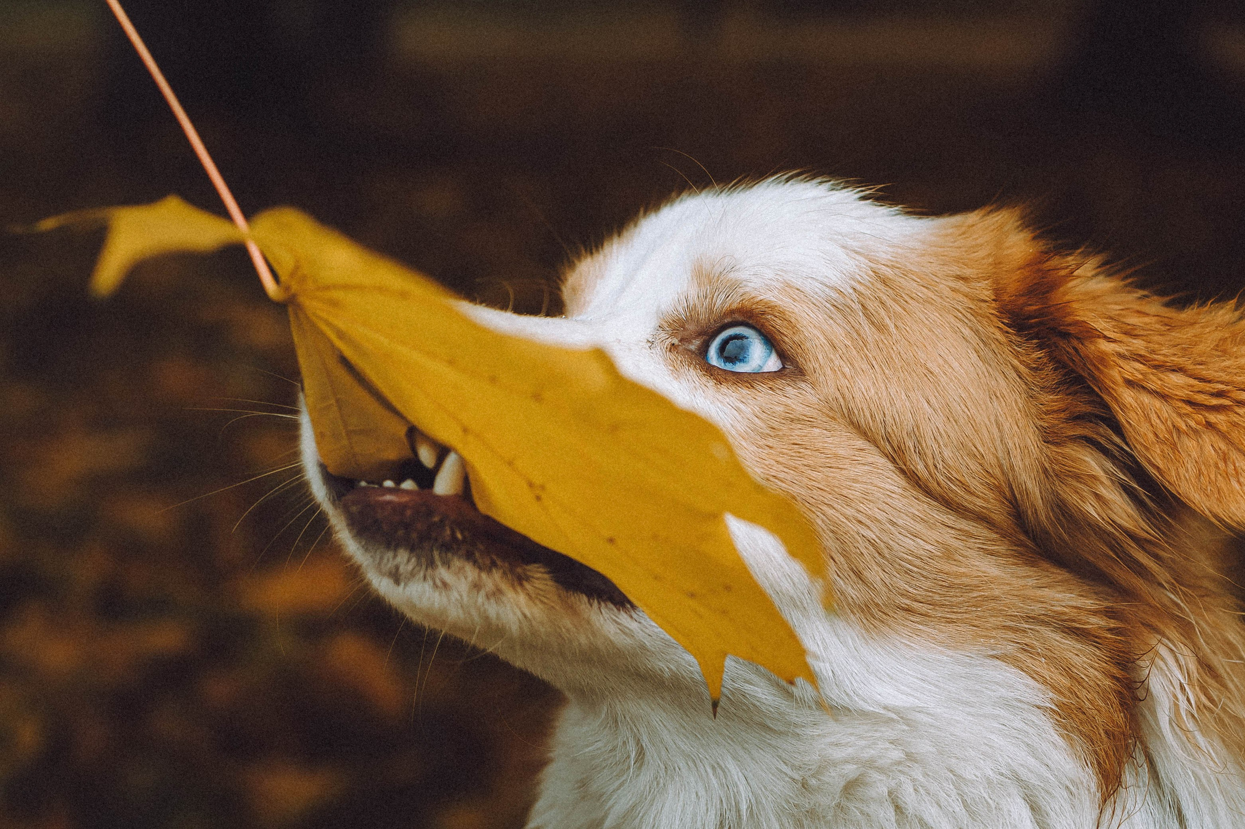 Алина, Витя и Асти