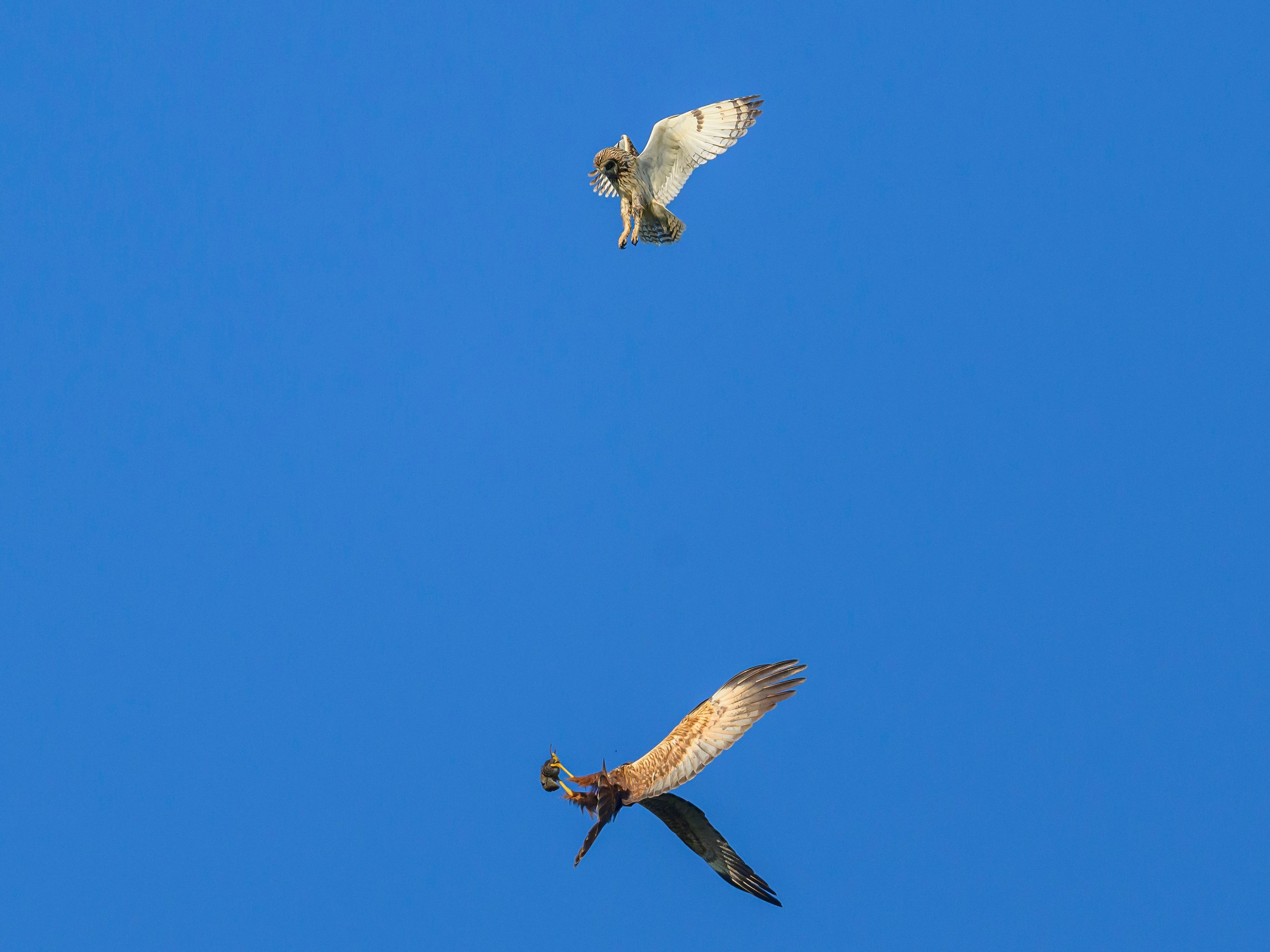 Грабеж средь бела дня. Сова отдает добычу луню. Wildlife photography by Sergey Puponin