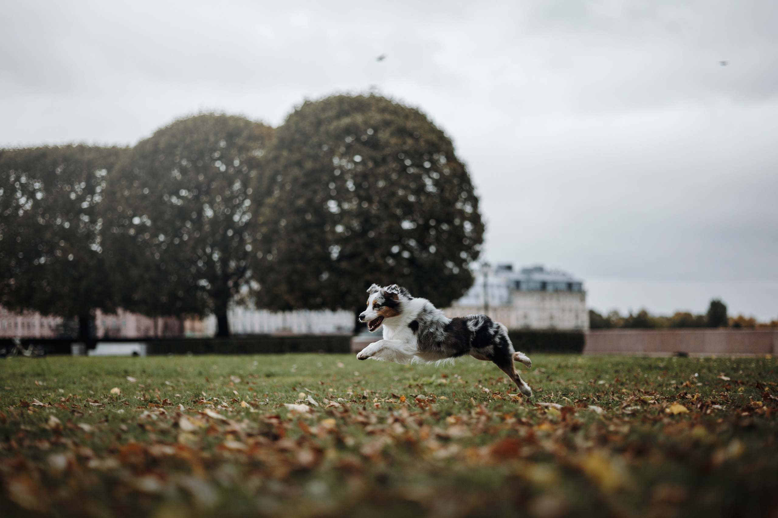 Ирина и Кайса. Фотограф — Анималист | Санкт-Петербург