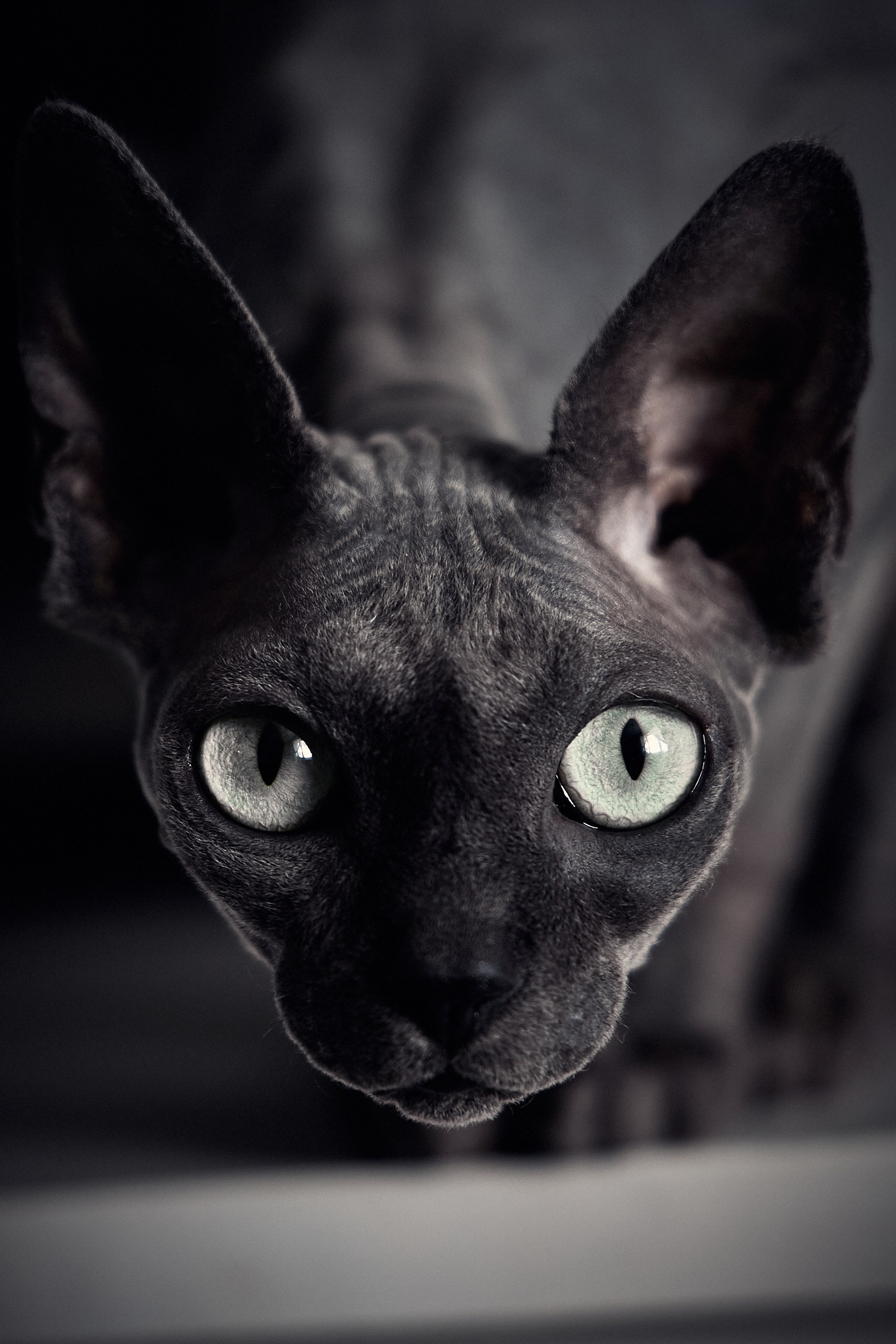 Животные. Портретный, интерьерный и фуд фотограф в Перми Иван Вострецов