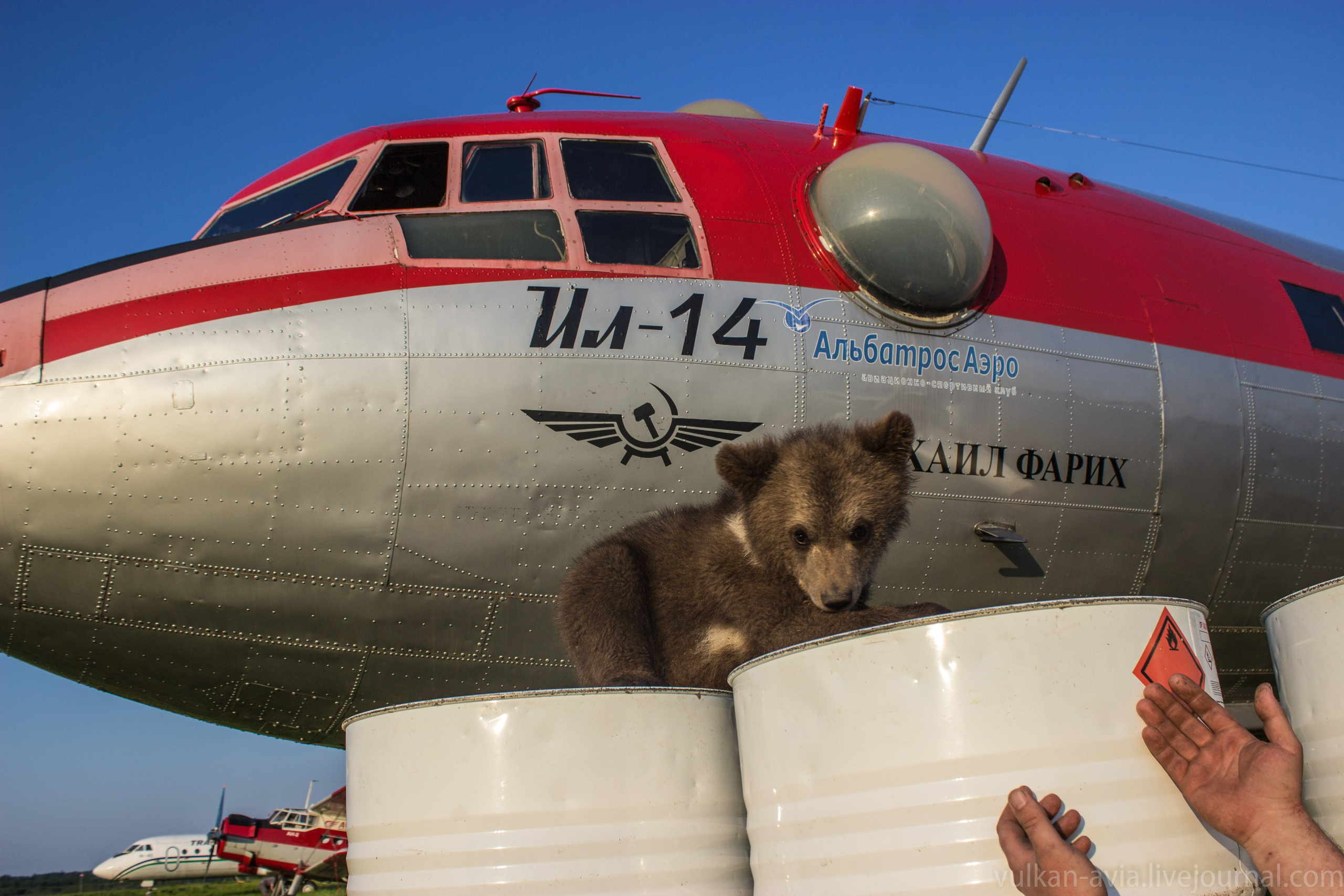 Медведь Мансур. Фотоальбом показывающий увлекательный мир авиации и мир медведей Андрея Иванова