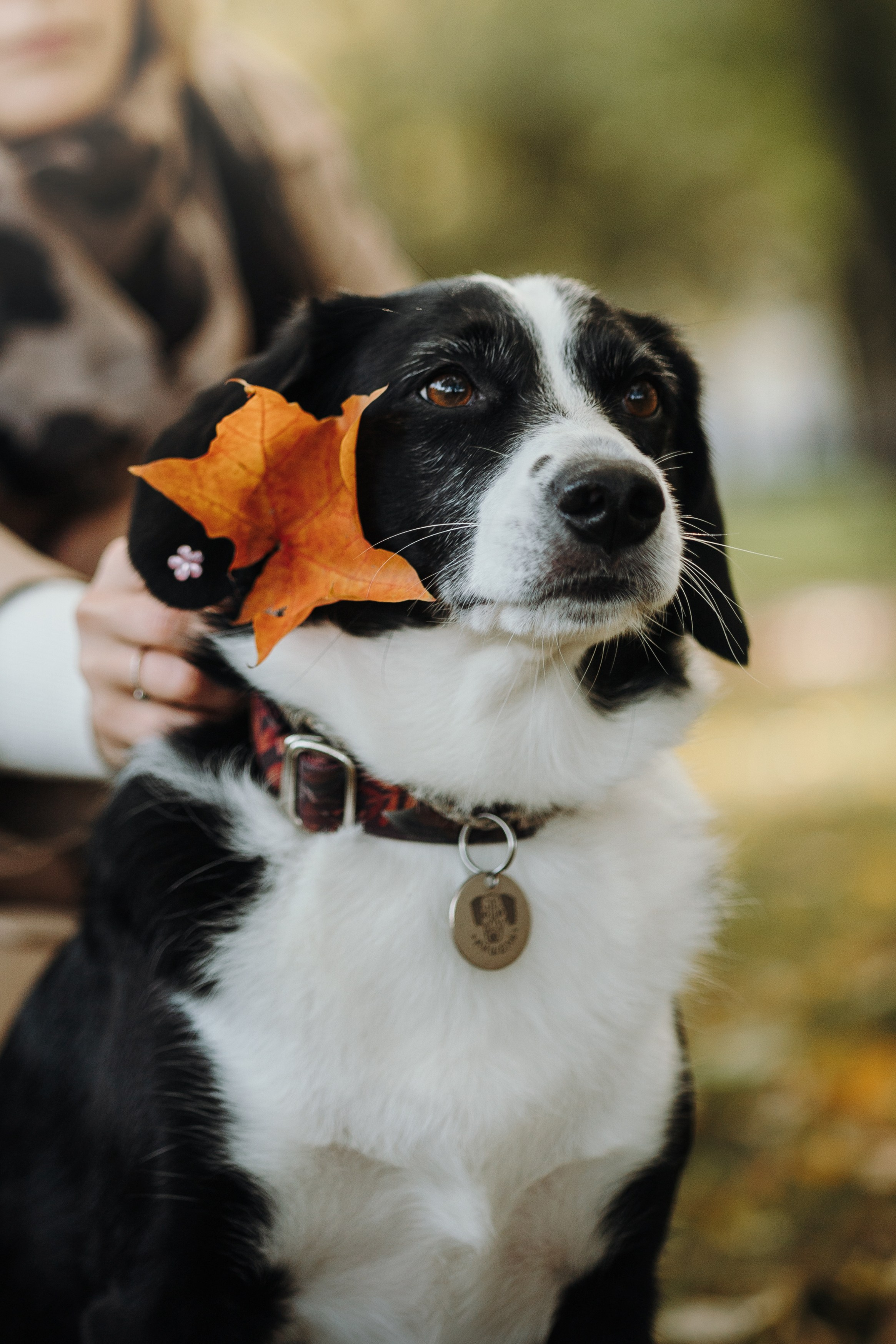 Мишель и ее семья. Фотограф — Анималист | Санкт-Петербург