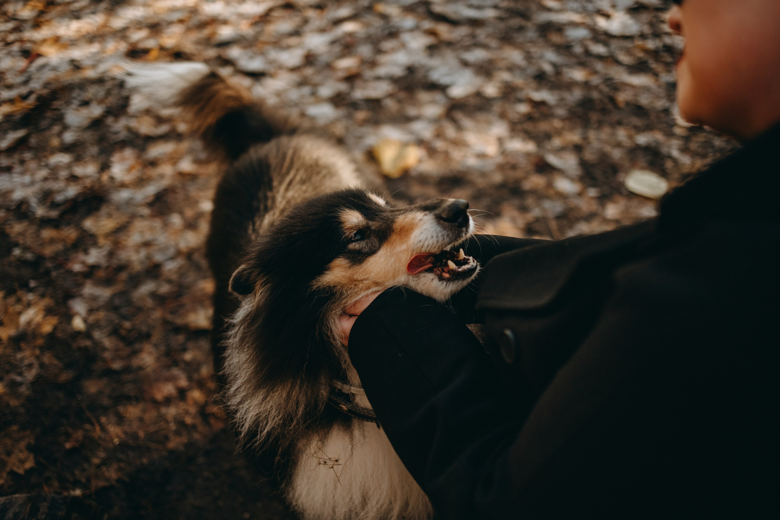 Ия и Барт. Фотограф — Анималист | Санкт-Петербург