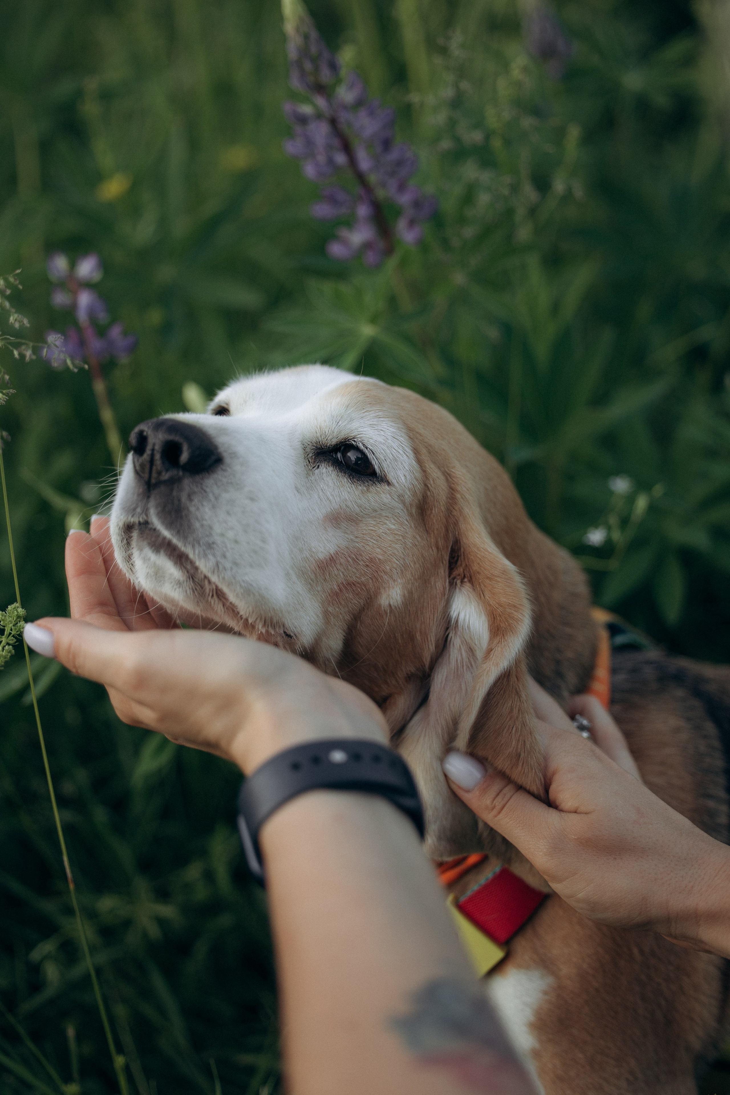 Кристина и Нора. На закате дня. Фотограф анималист в Казани Алина Сулейманова. Фотограф животных