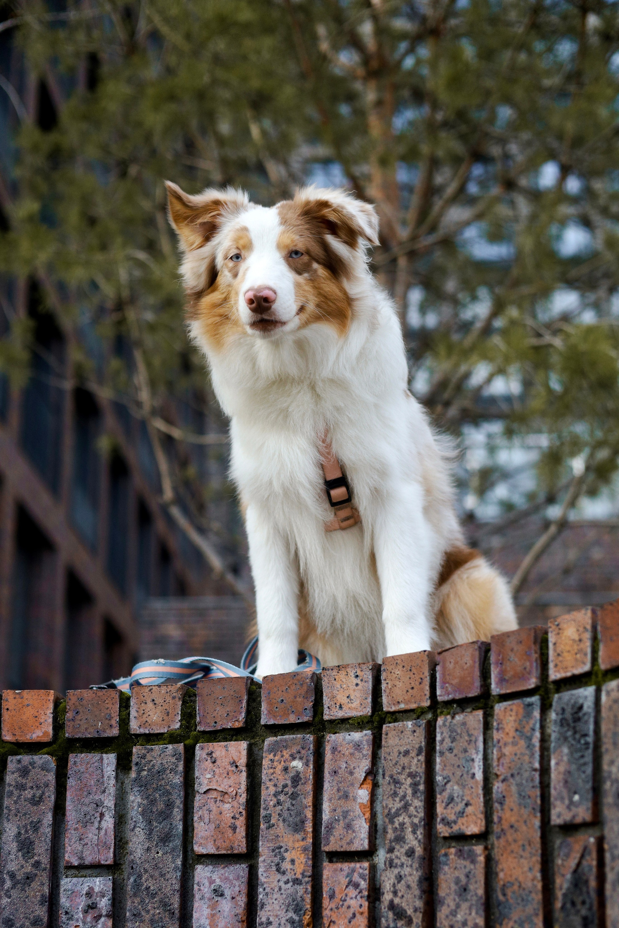 Бри и Яна. Фотограф-анималист Ксения Шевцова|Москва