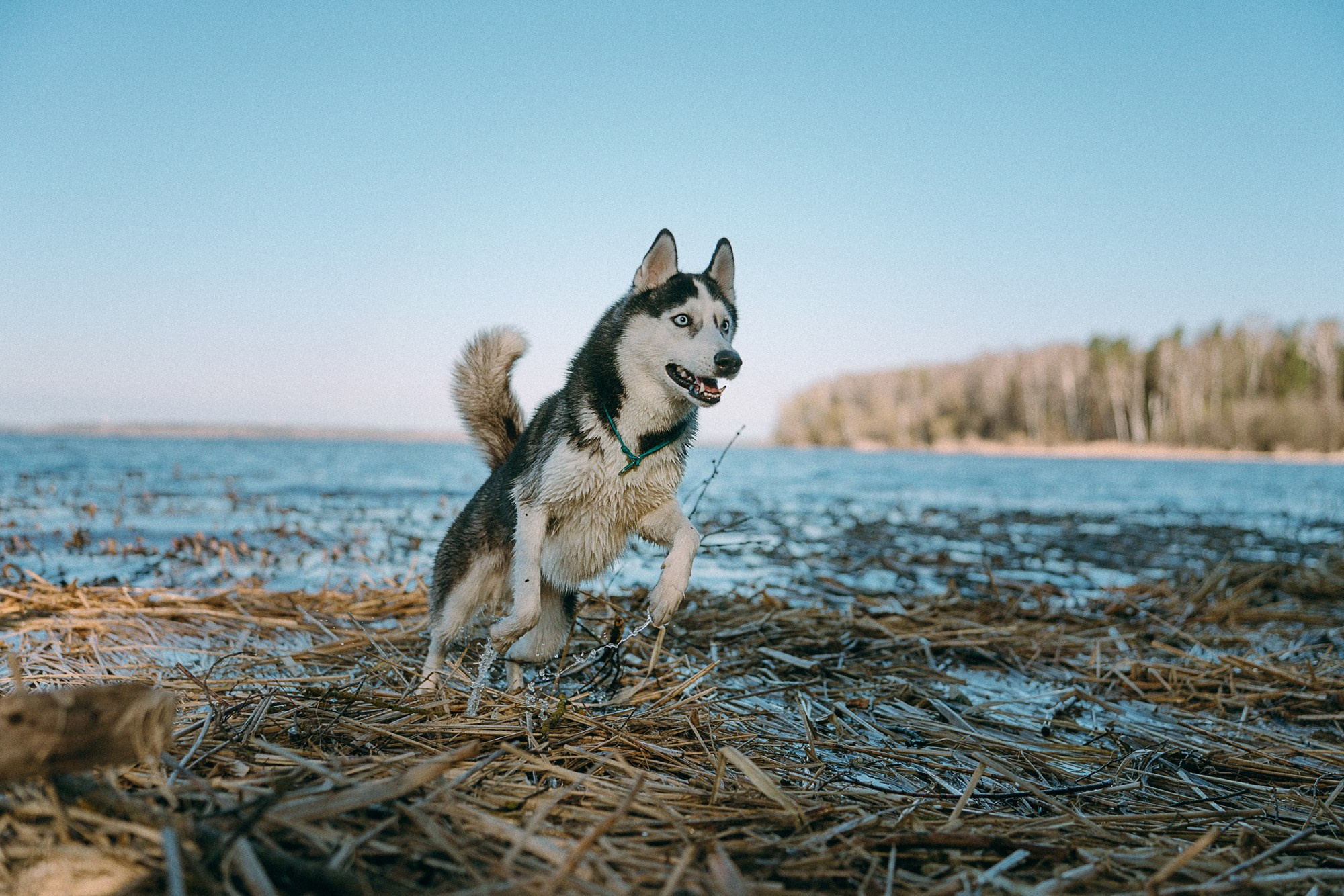 Наташа и Сириус. Фотограф анималист в Москве и Санкт-Петербурге Свиридова Анна