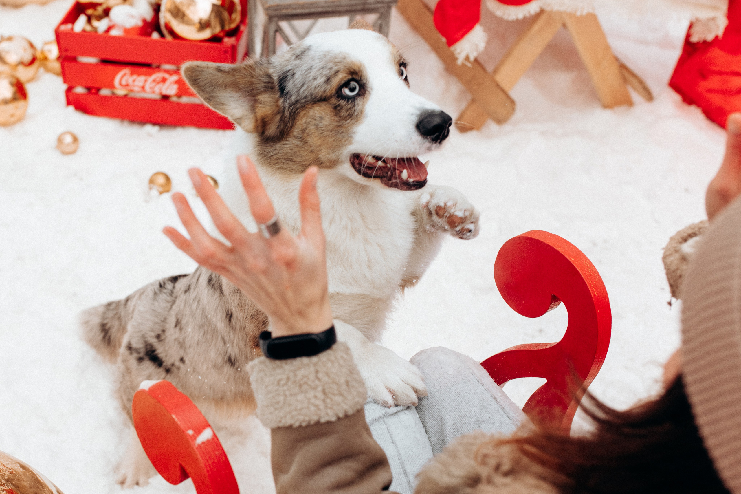 Маша и Дэф. Фотограф анималист в Москве Ольга Агушева