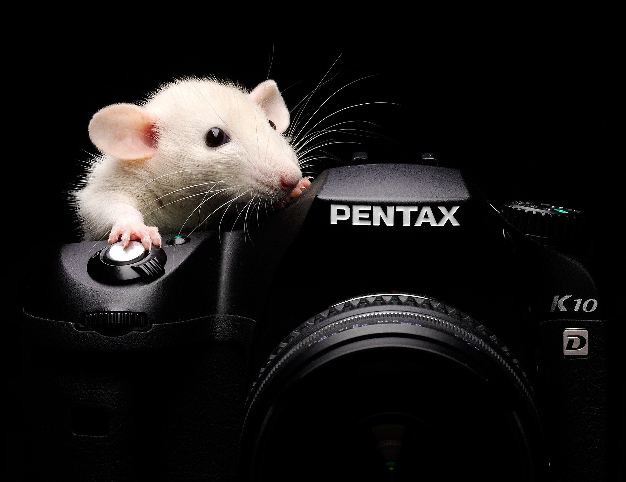 СЪЕМКА ЖИВОТНЫХ. Фотостудия Игоря Сахарова (Санкт-Петербург)