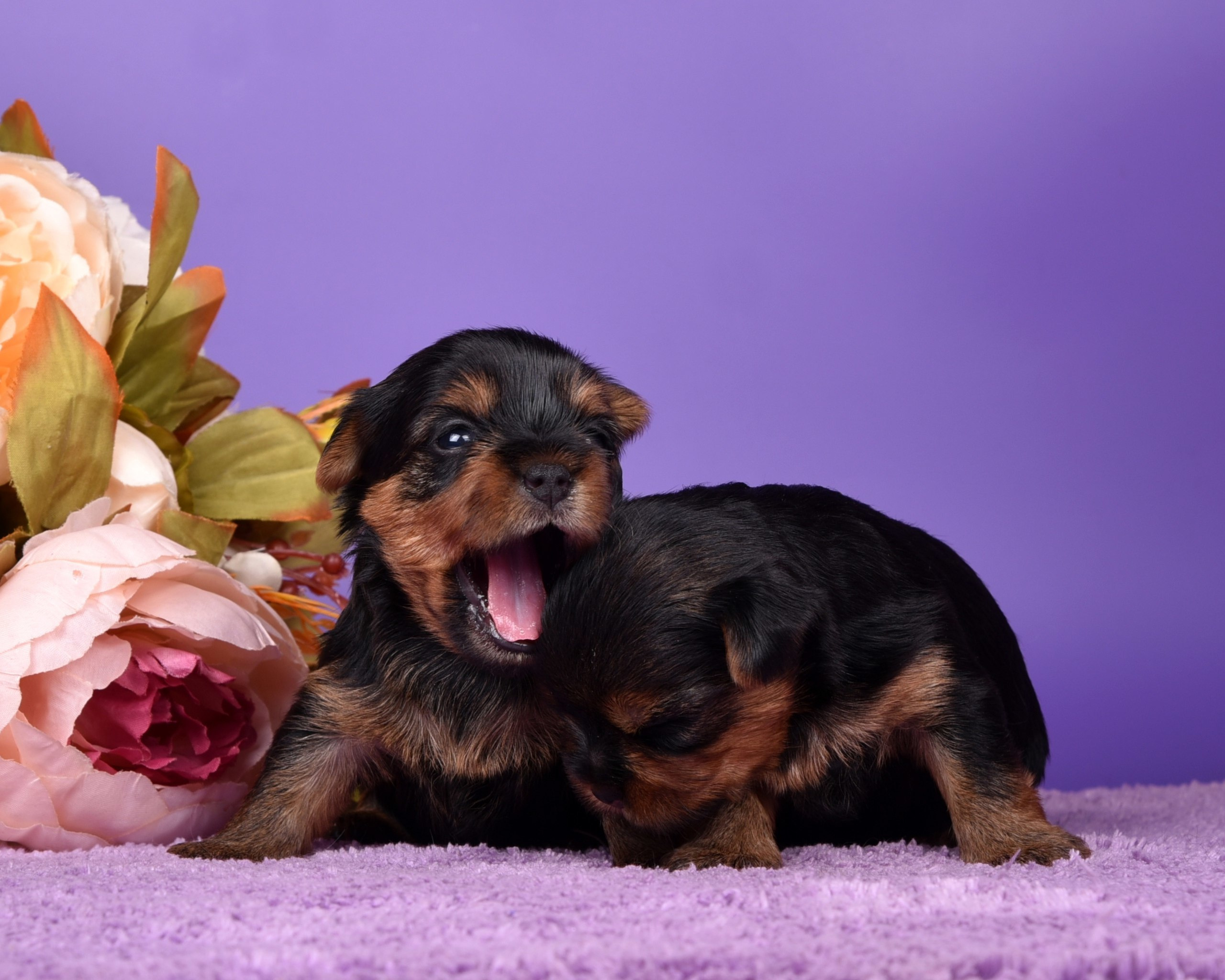 Щенки|PUPPY. Питомник Йоркширских терьеров Дэнстайл в Санкт-Петербурге заводчик Тих
