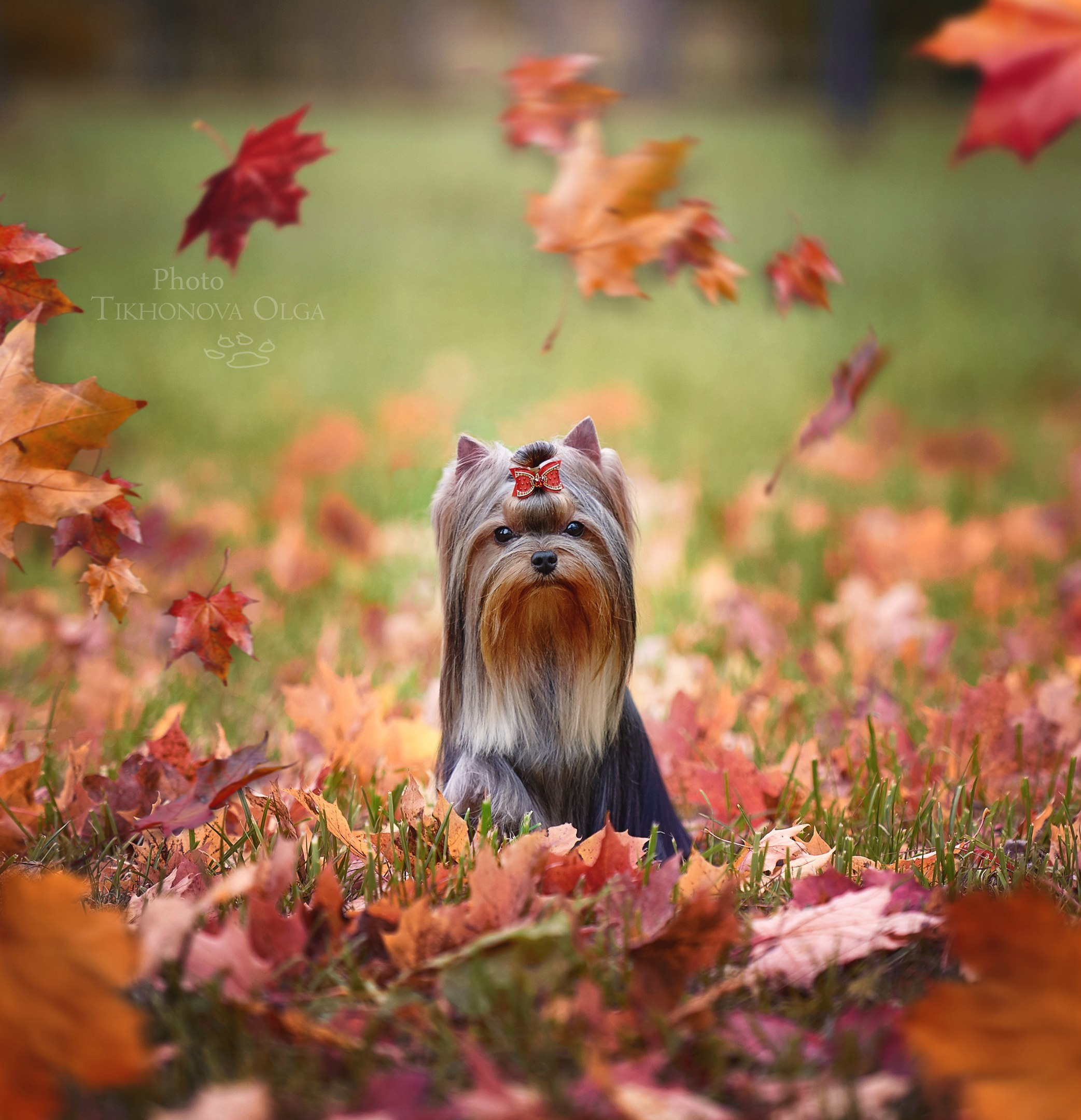 Суки|FEMALES. Питомник Йоркширских терьеров Дэнстайл в Санкт-Петербурге заводчик Тих