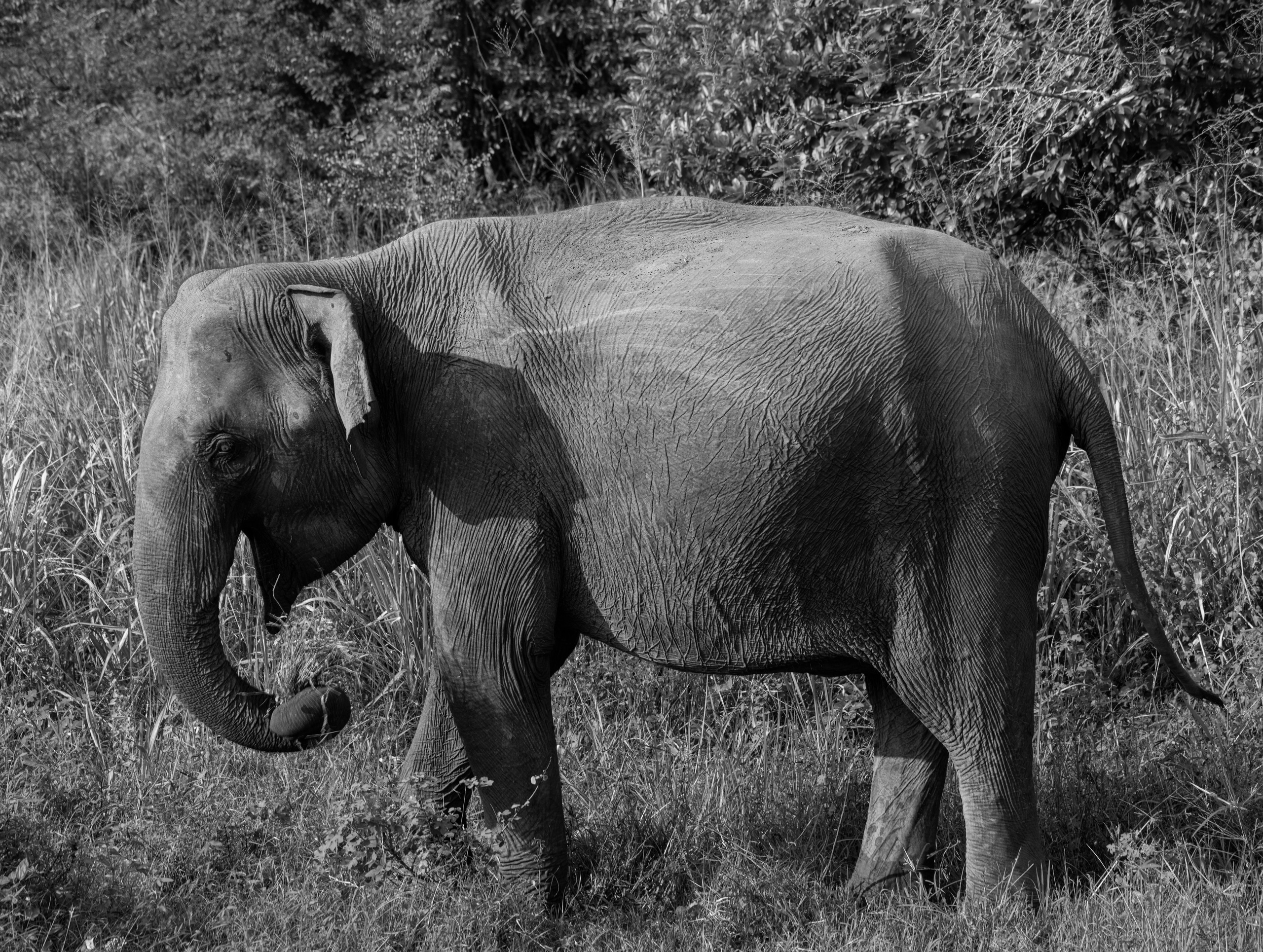 Amazing Ceylon. Art Рhotographer Russia/Moscow