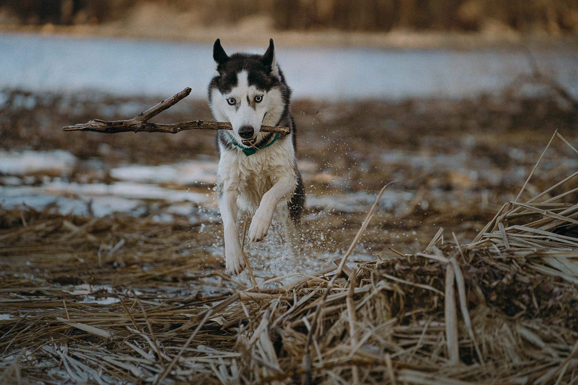 Наташа и Сириус. Фотограф анималист в Москве и Санкт-Петербурге Свиридова Анна