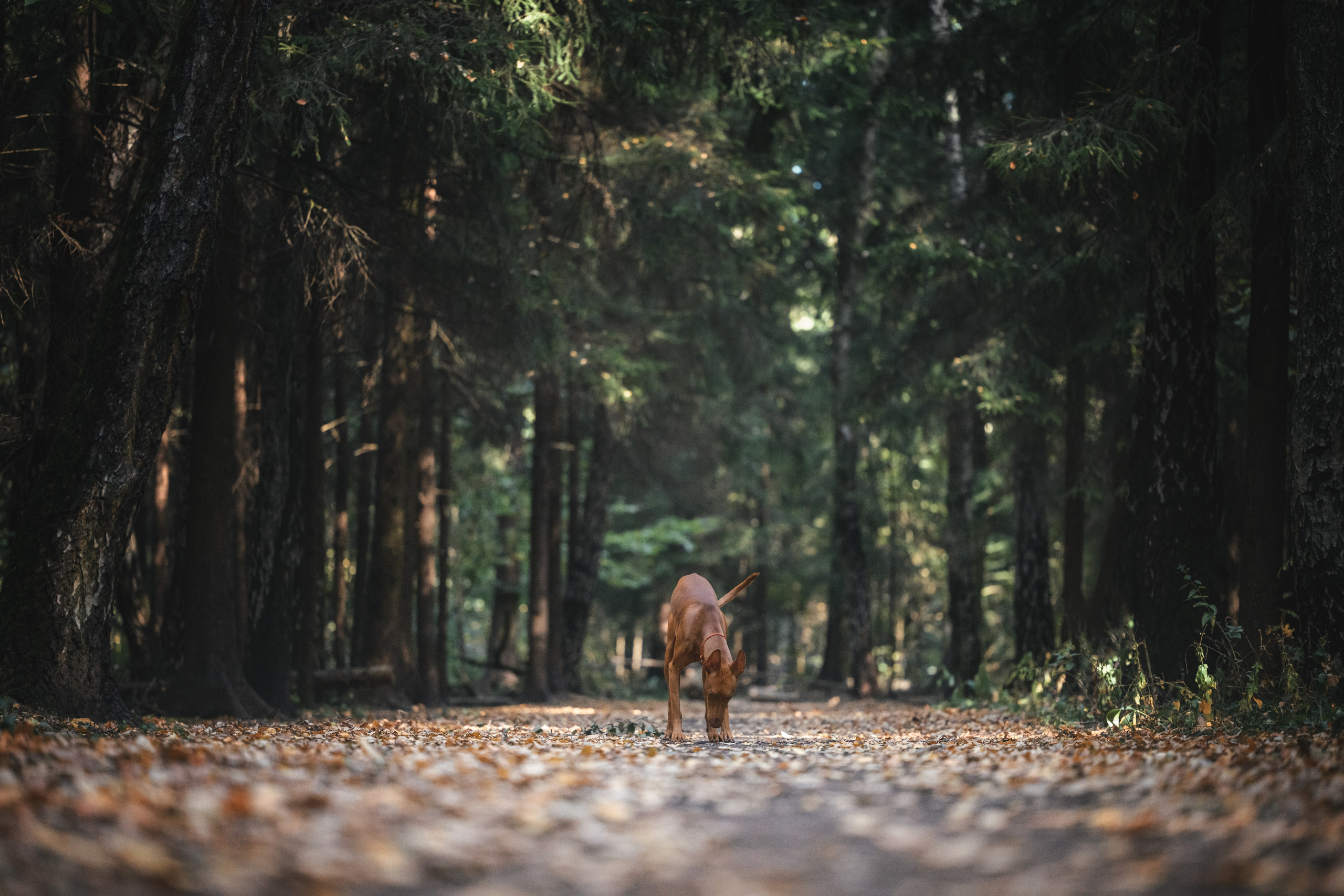 Чирнеко. Лесная прогулка. Фотограф Анималист в Москве Анастасия Жучкова