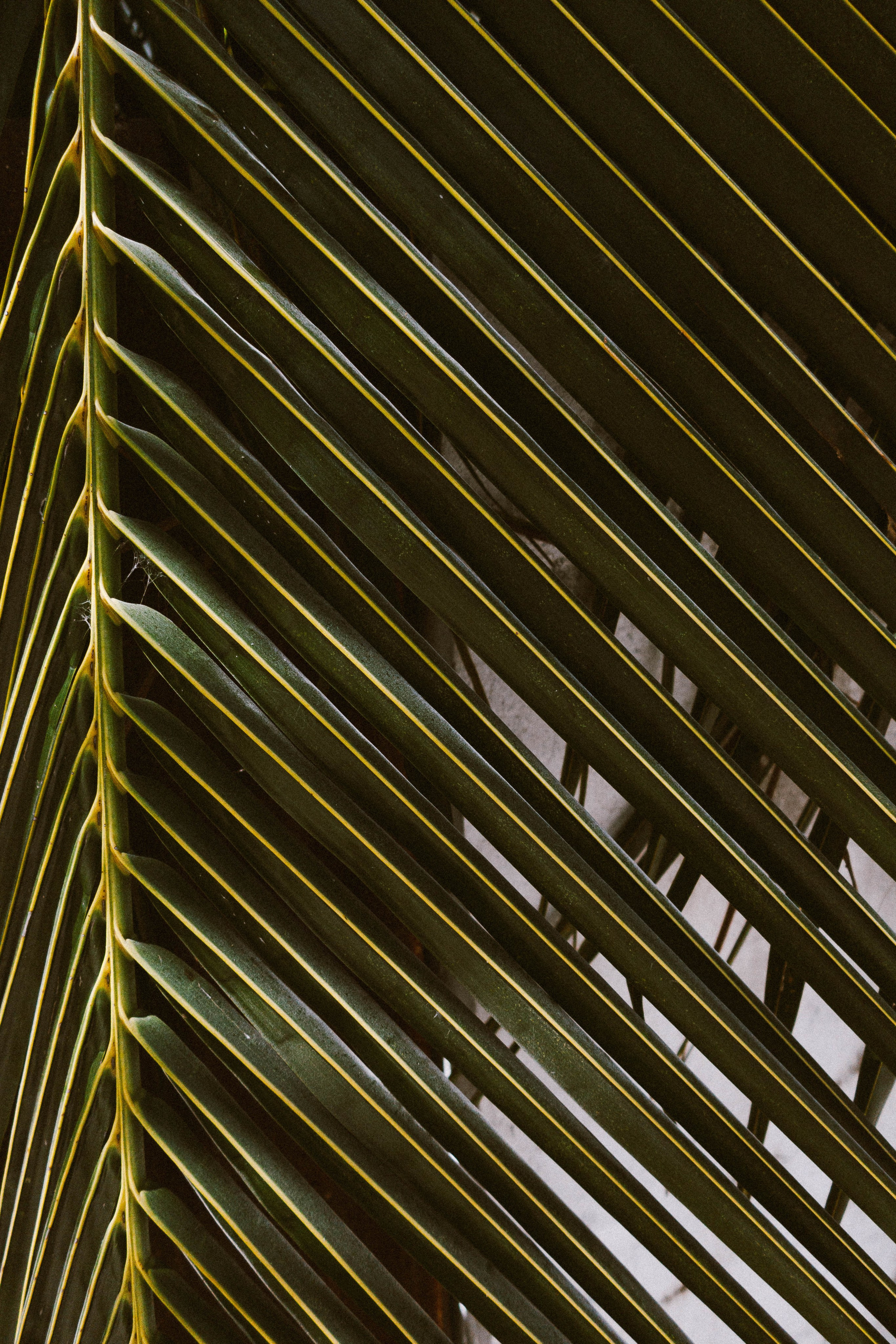 О.Тулусду. Мальдивы. Фотограф Светлана Голицына