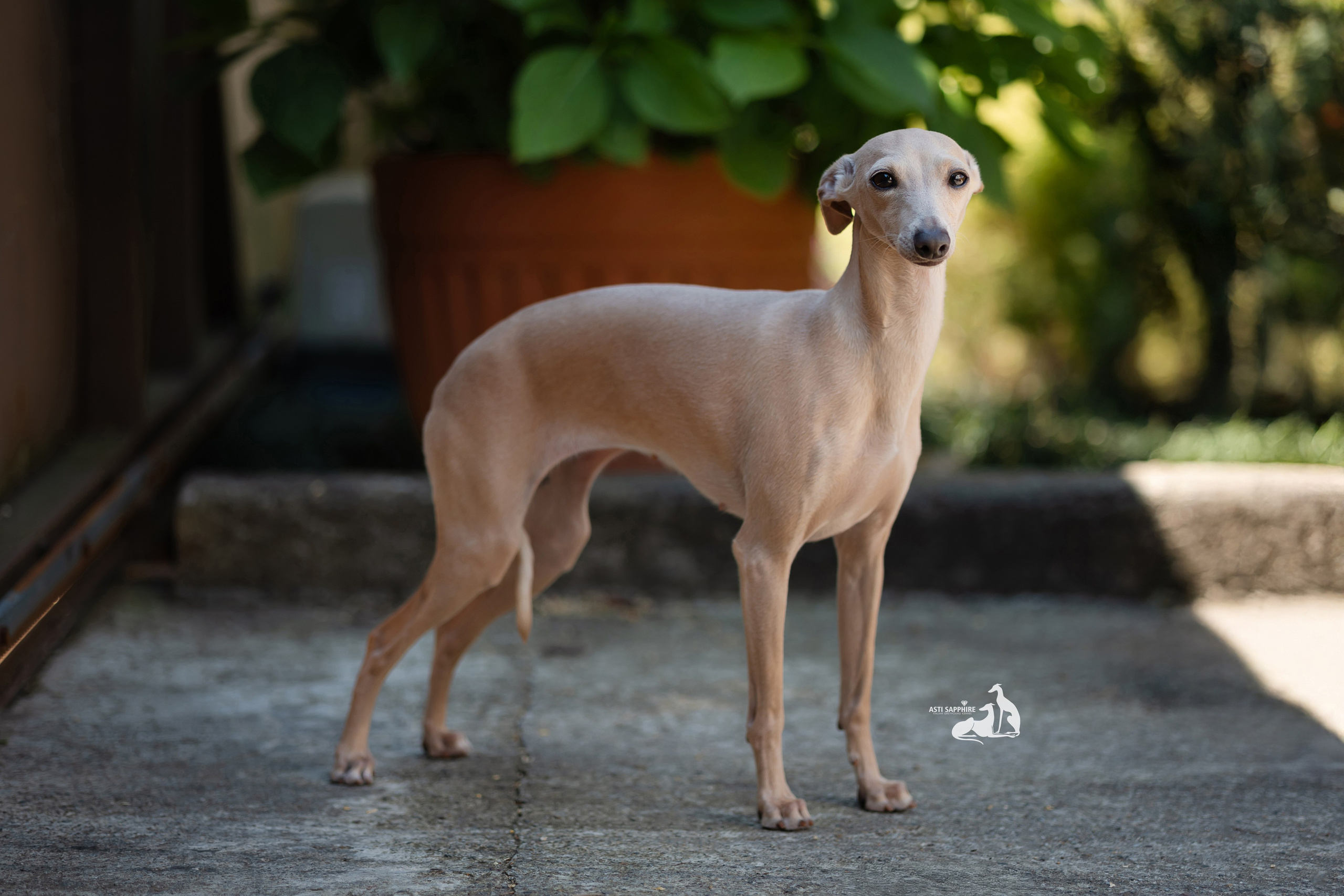 Asti Sapphire Adriana. Professional Italian Greyhound Kennel RKF/FCI ASTI SAPPHIRE 💎 Sochi|St. Petersburg