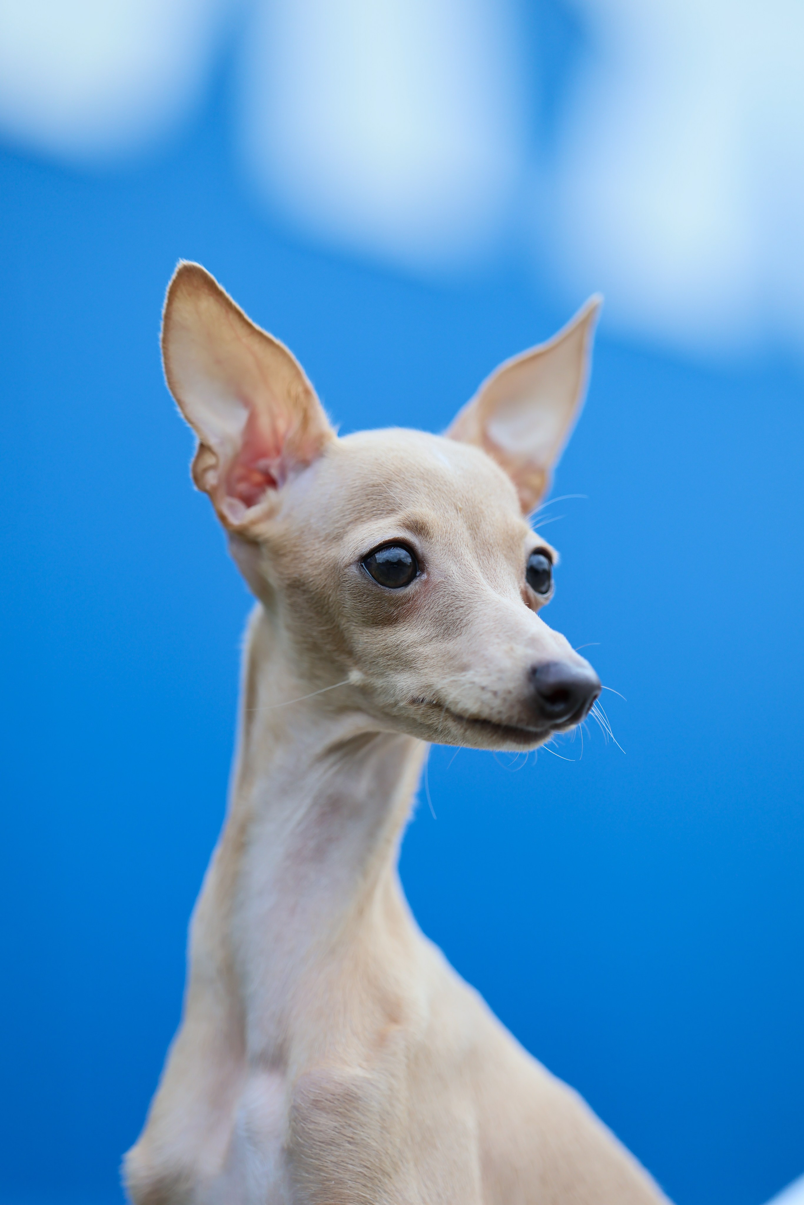 Кремовая Лекси. Professional Italian Greyhound Kennel RKF/FCI ASTI SAPPHIRE 💎 Sochi|St. Petersburg