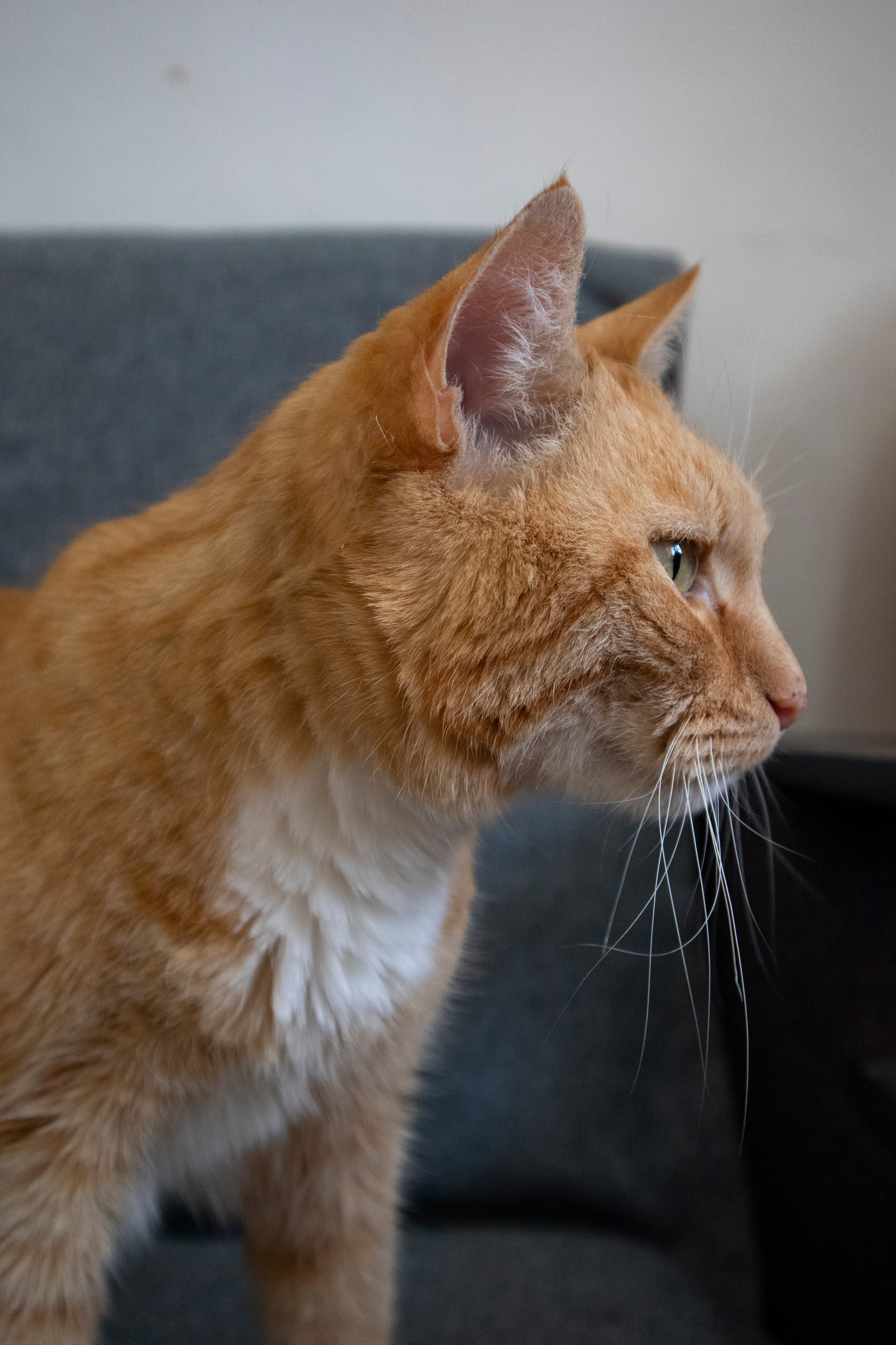 Животные. Фотограф Красноярск | Касьянова Мира