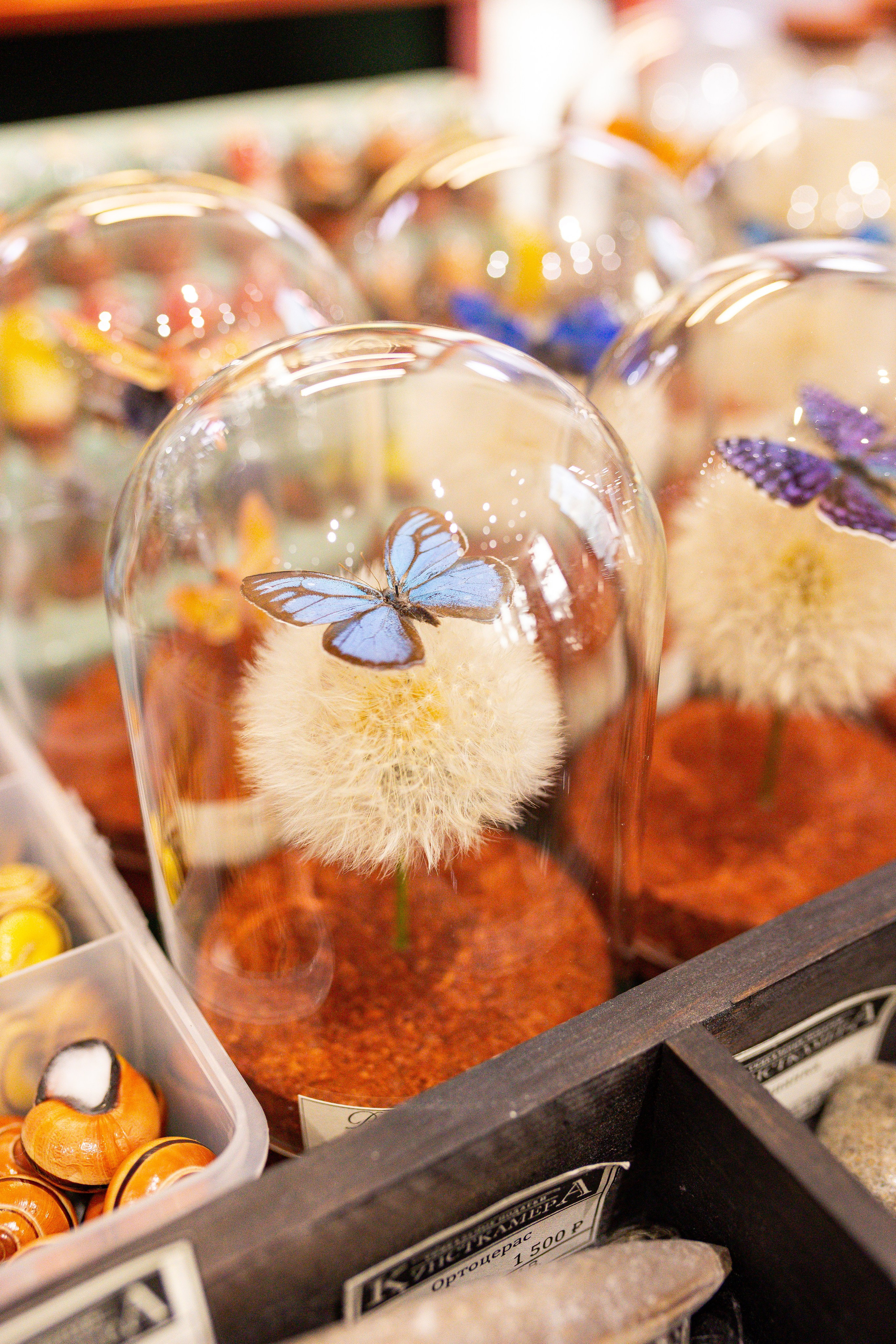 Орхидиум сентябрь 2025. Александра Куликова фотограф, Москва