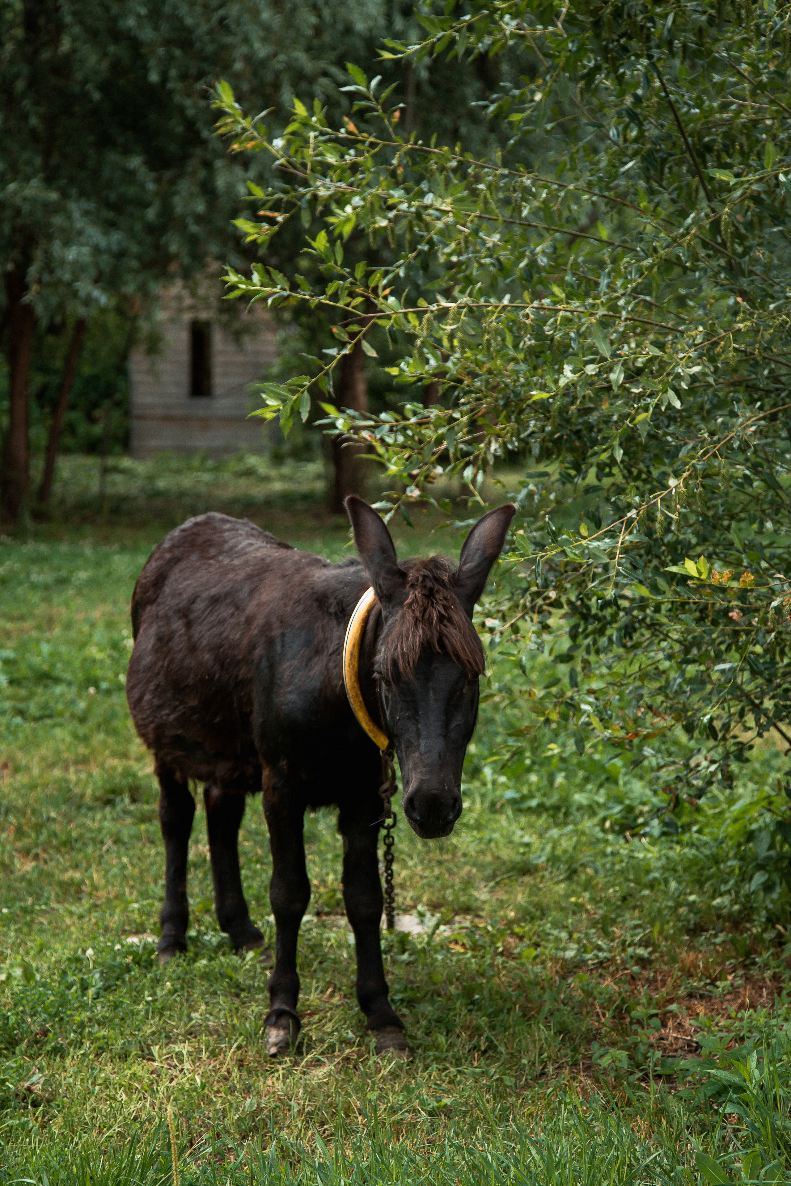 16 лет. Свадебный Семейный Репортажный фотограф в Москве