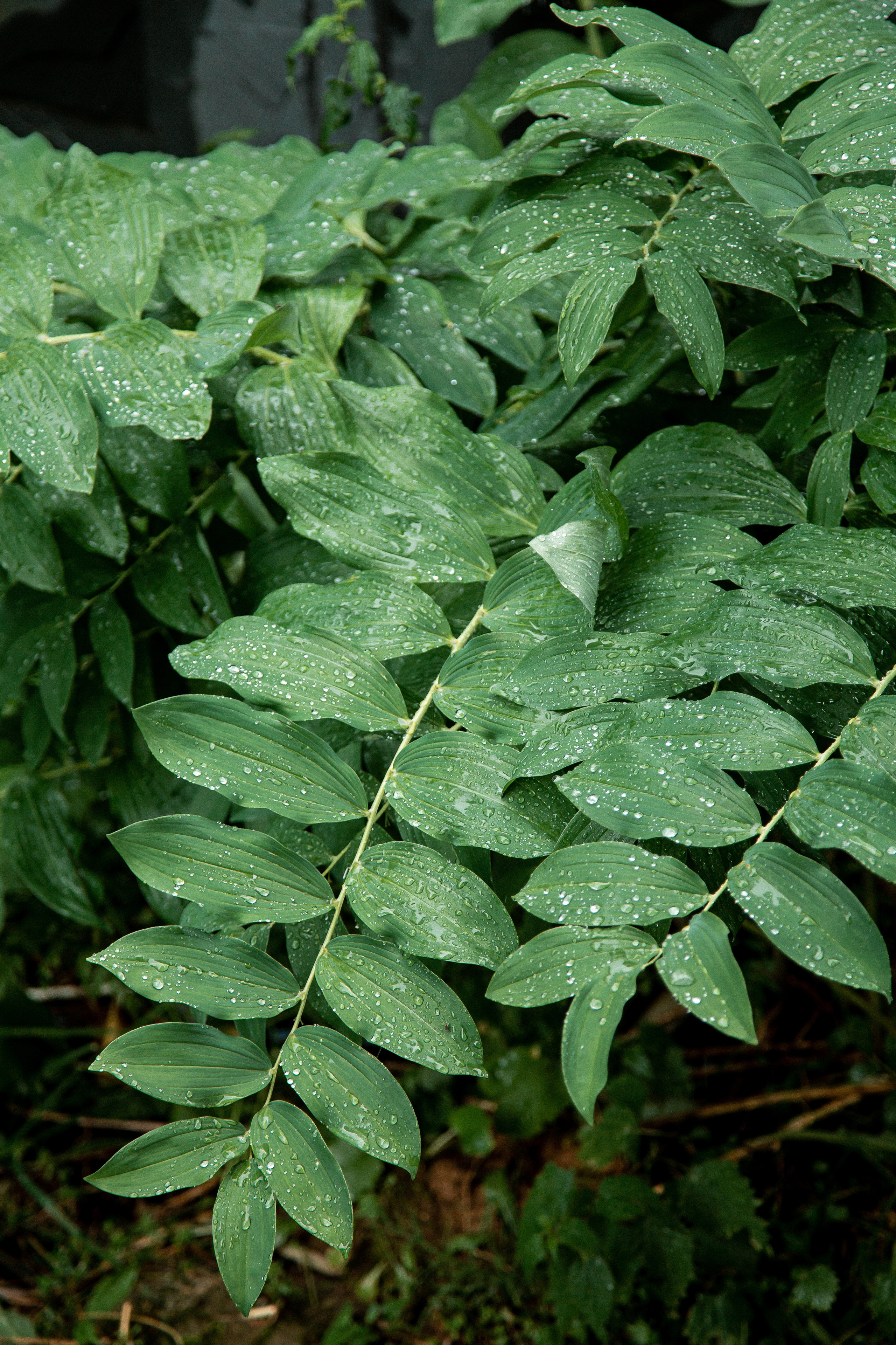 В гостях у красной королевы. Свадебный Семейный Репортажный фотограф в Москве