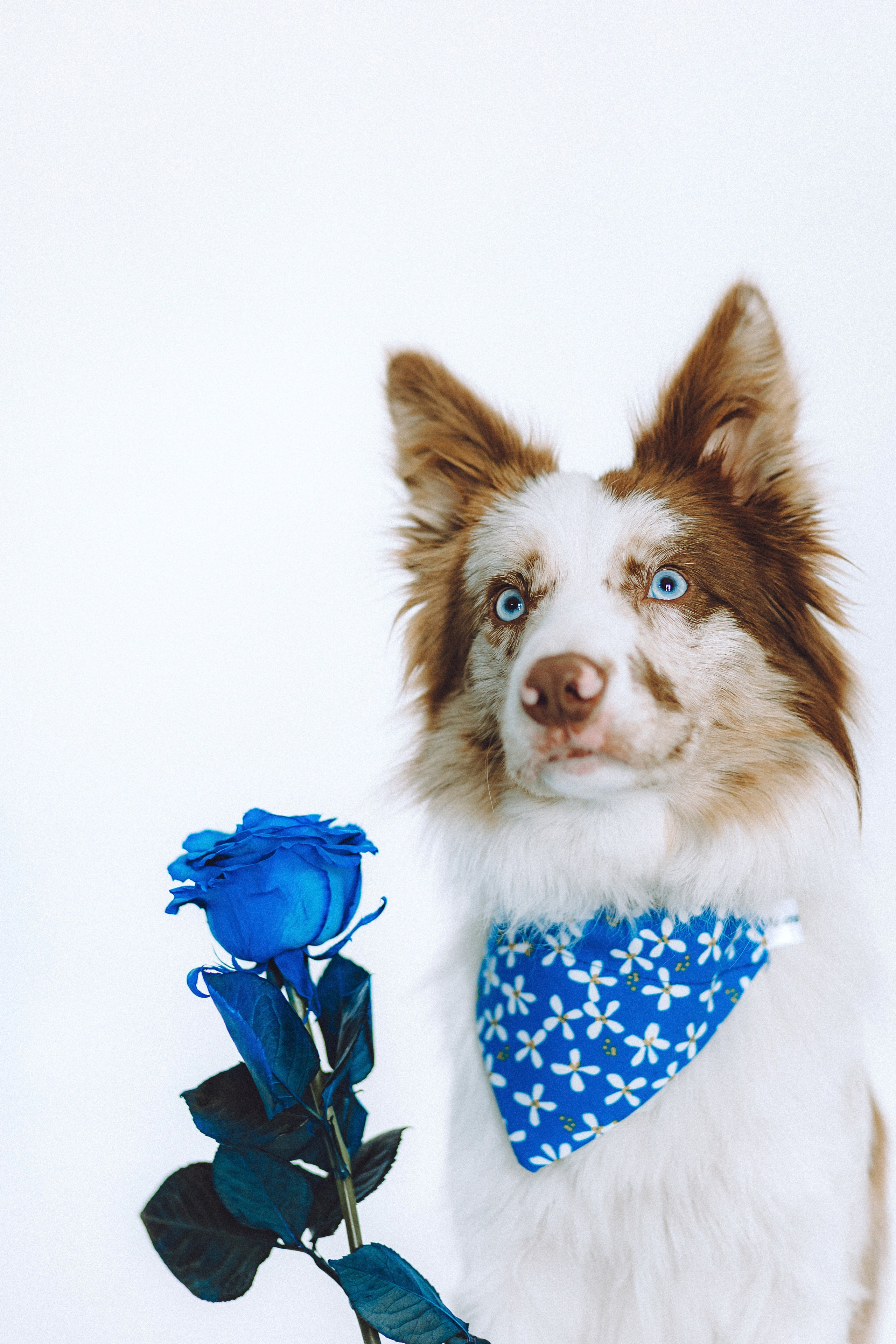 День рождения Айко