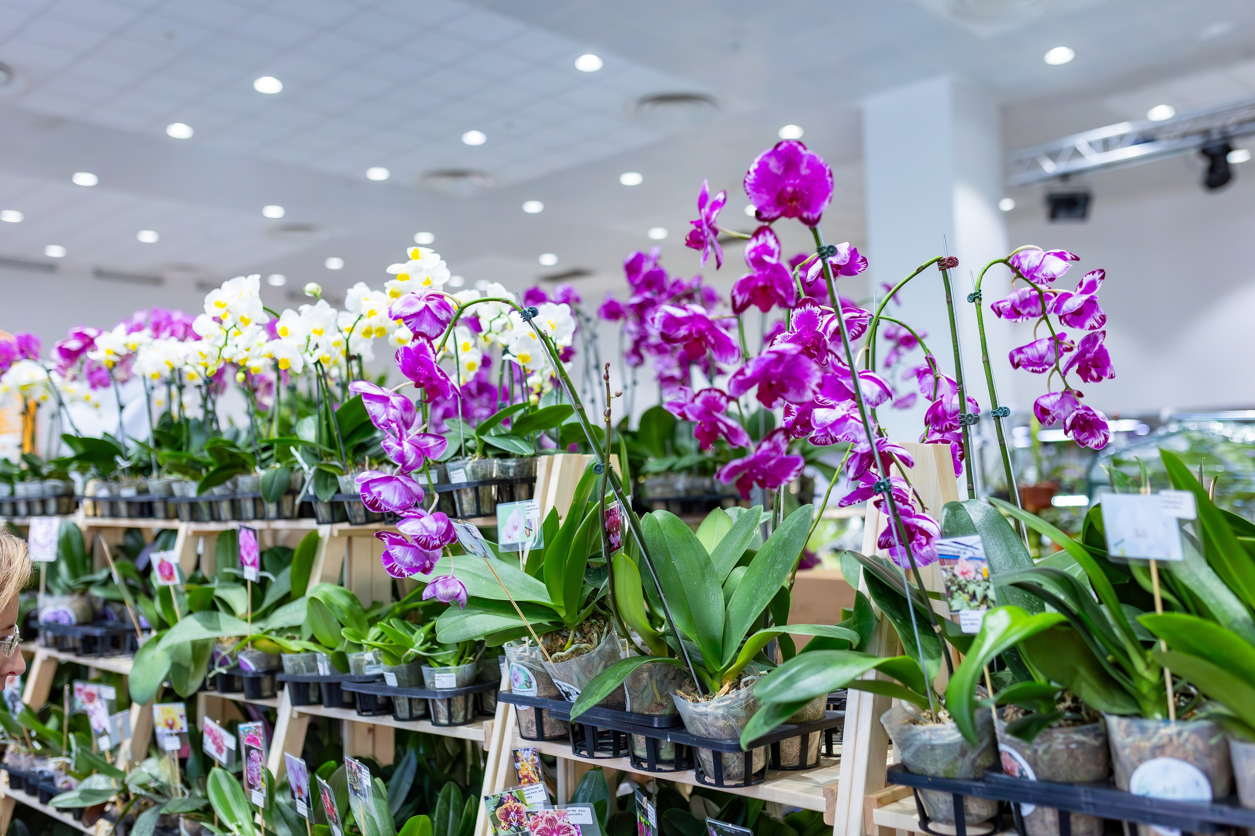 Орхидиум сентябрь 2025. Александра Куликова фотограф, Москва