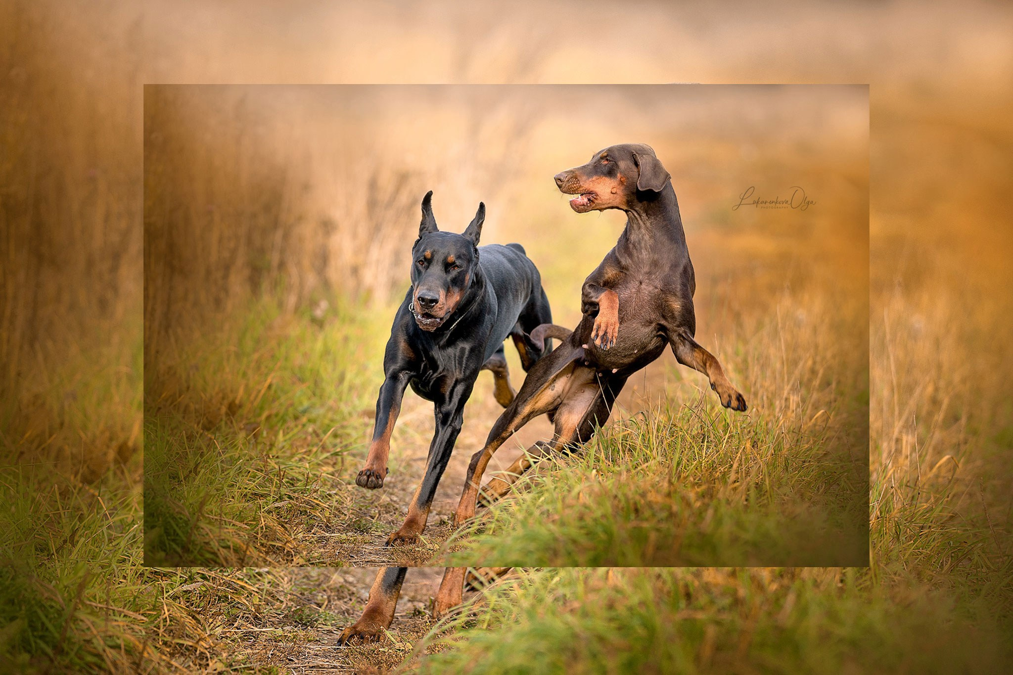 Фотограф анималист Ольга Луканенкова в Москве