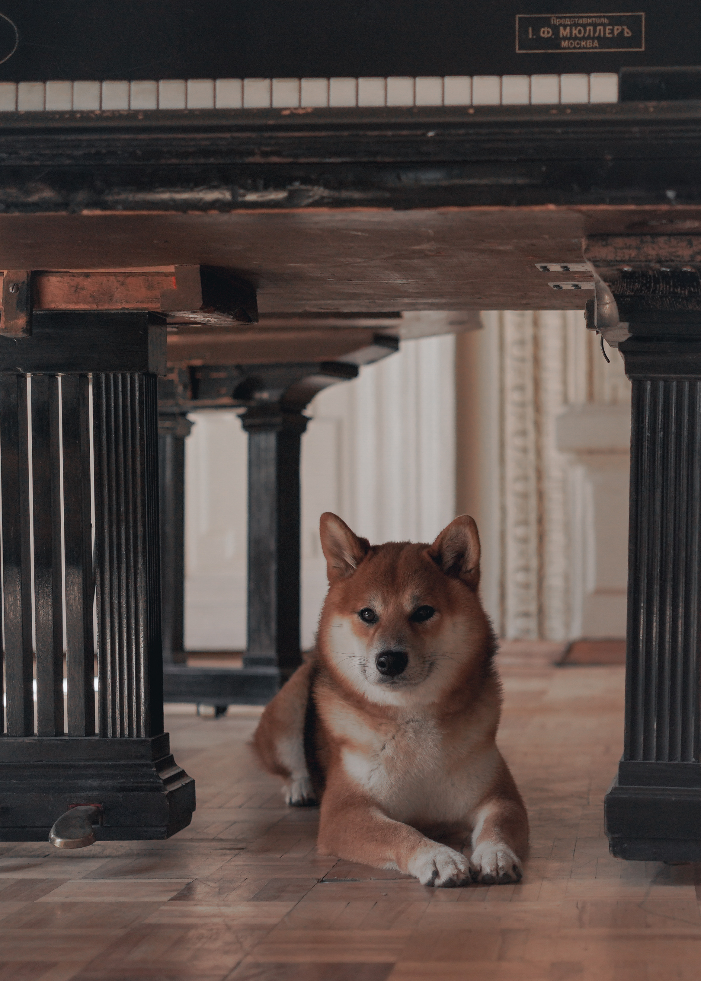 Катя. Женский, мужской портрет, семейные съемки в Москве. Контент съемка