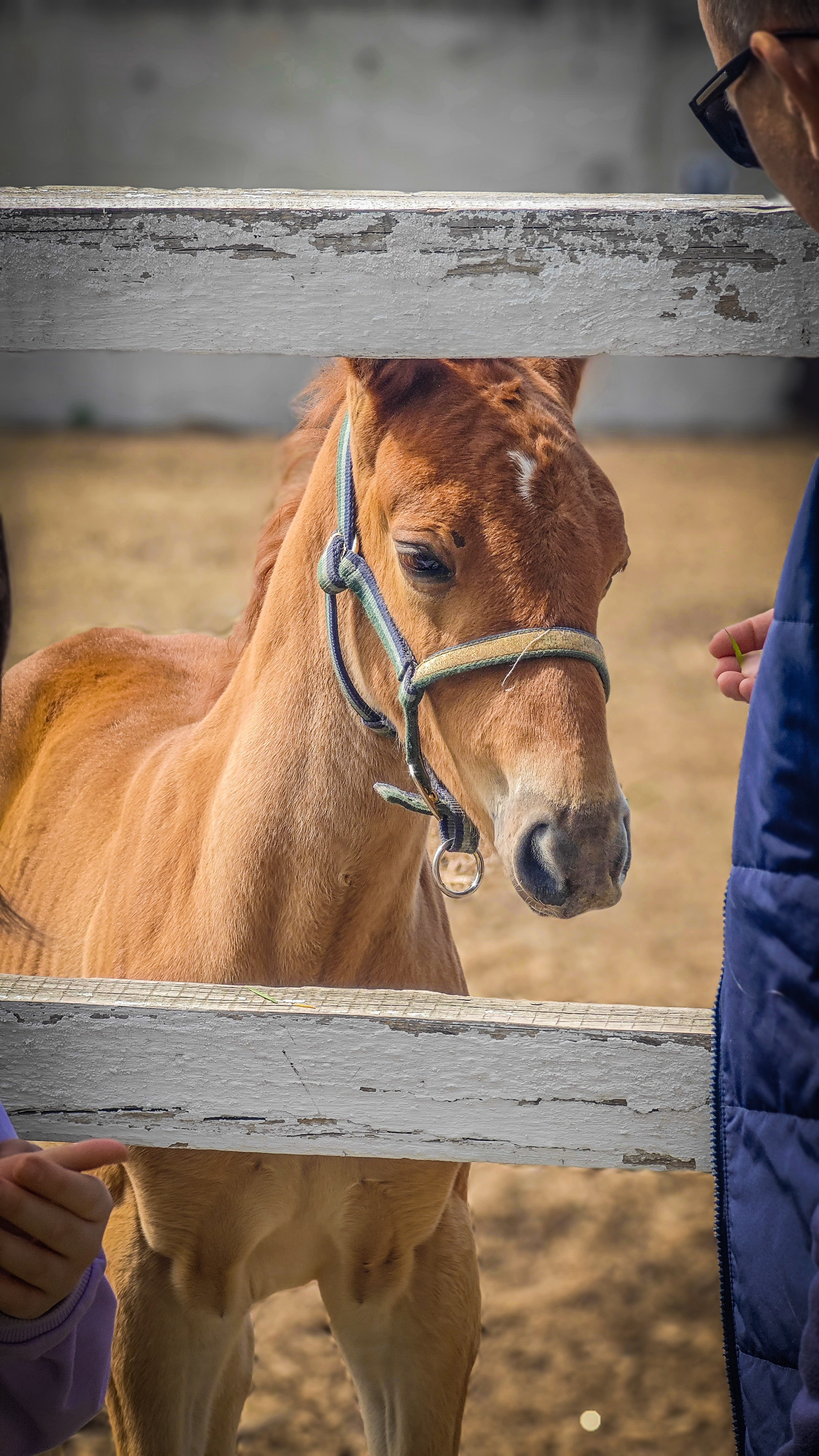 Красноярский ипподром. Открытие сезона 2025. Игорь Урывский. Фотограф Красноярск