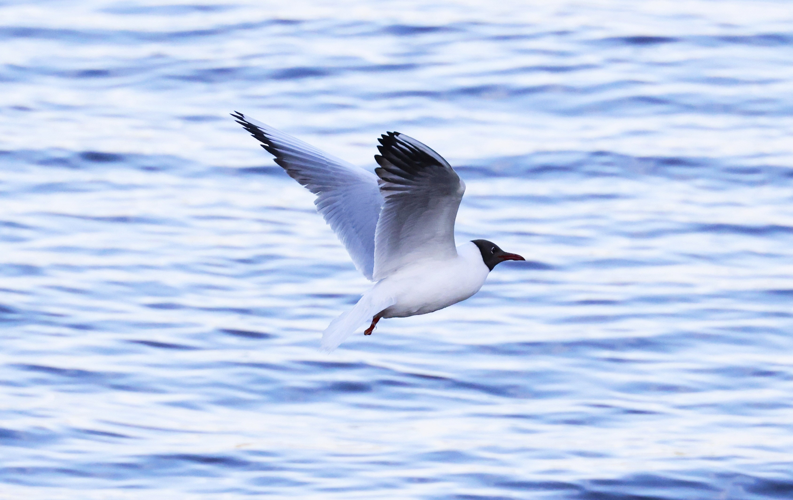 Зверье. Фотохудожник BID