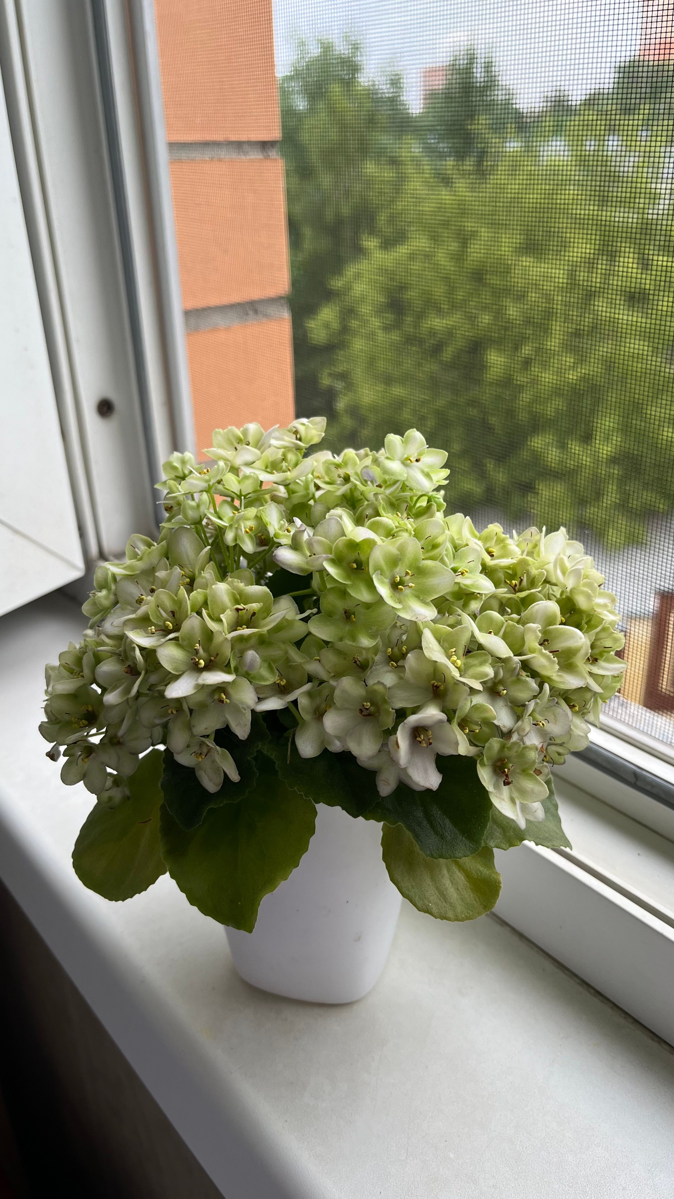 Листья. Главная