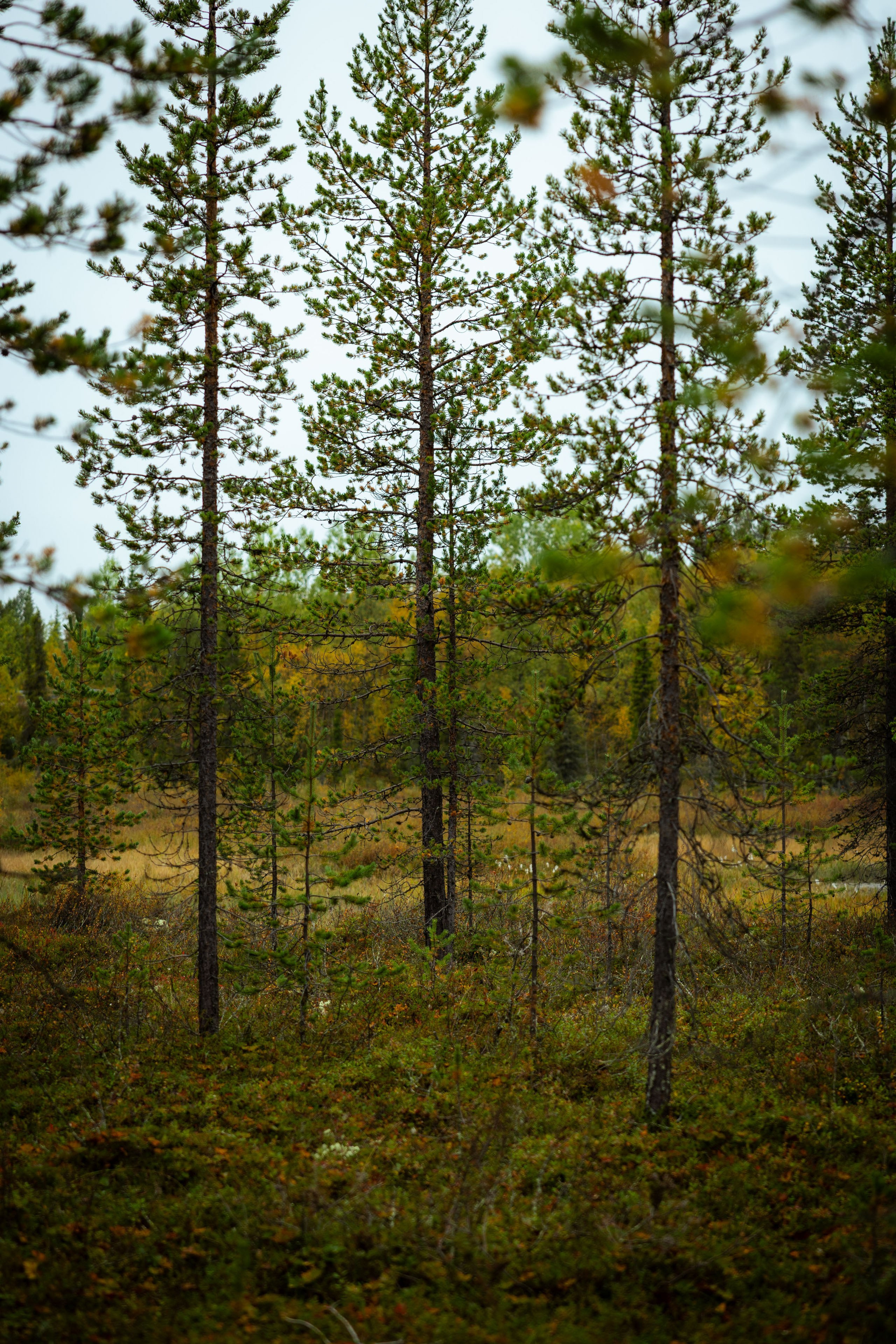 Кольский (осень 2025). Фотограф Виноградов Константин