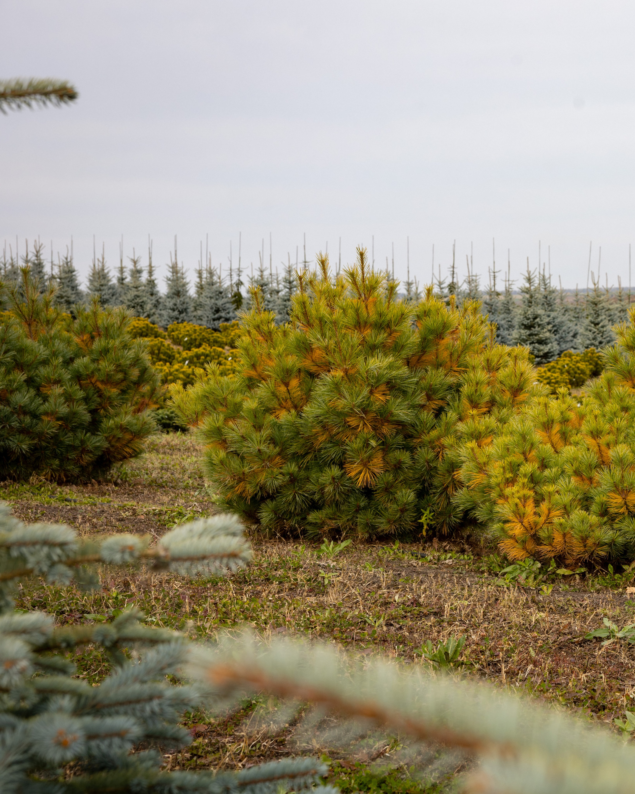 Предметная, интерьерная съемка. Фотограф в Ельце Сапрыкина Екатерина