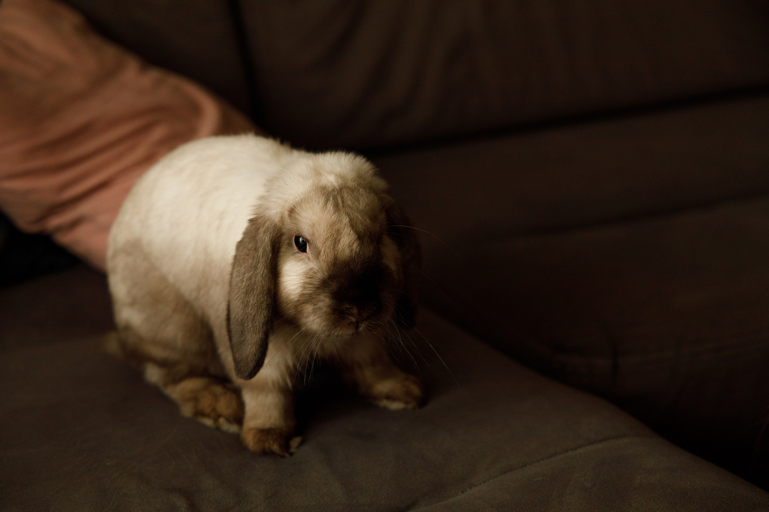 Ева. Главная