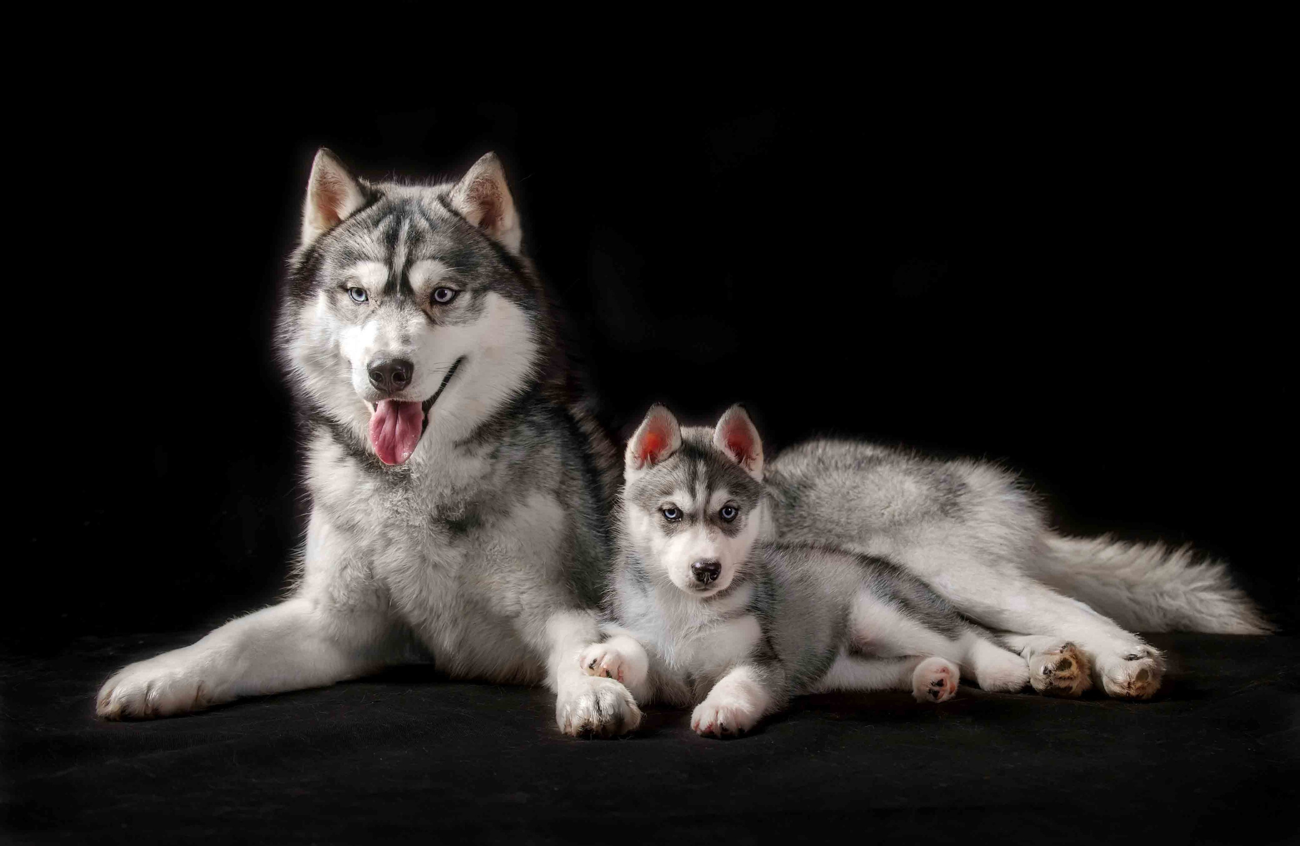 Собаки. Портретная и свадебная фотосъемка. Москва и область