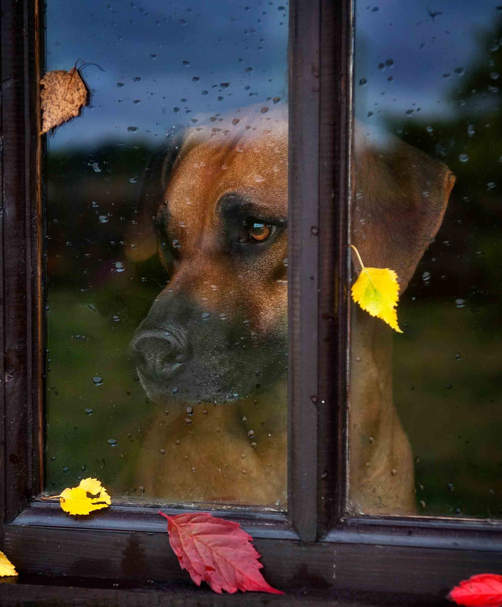 Собаки. Портретная и свадебная фотосъемка. Москва и область
