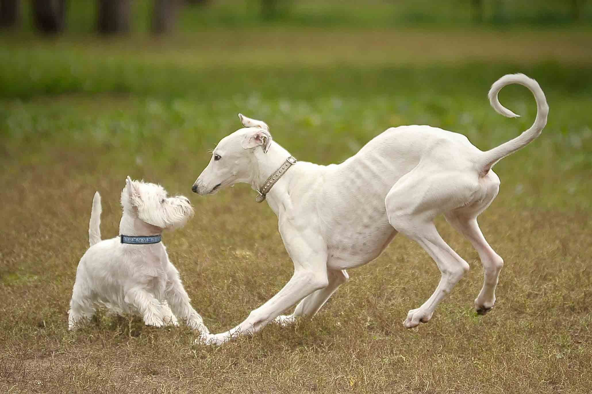 Собаки. Портретная и свадебная фотосъемка. Москва и область