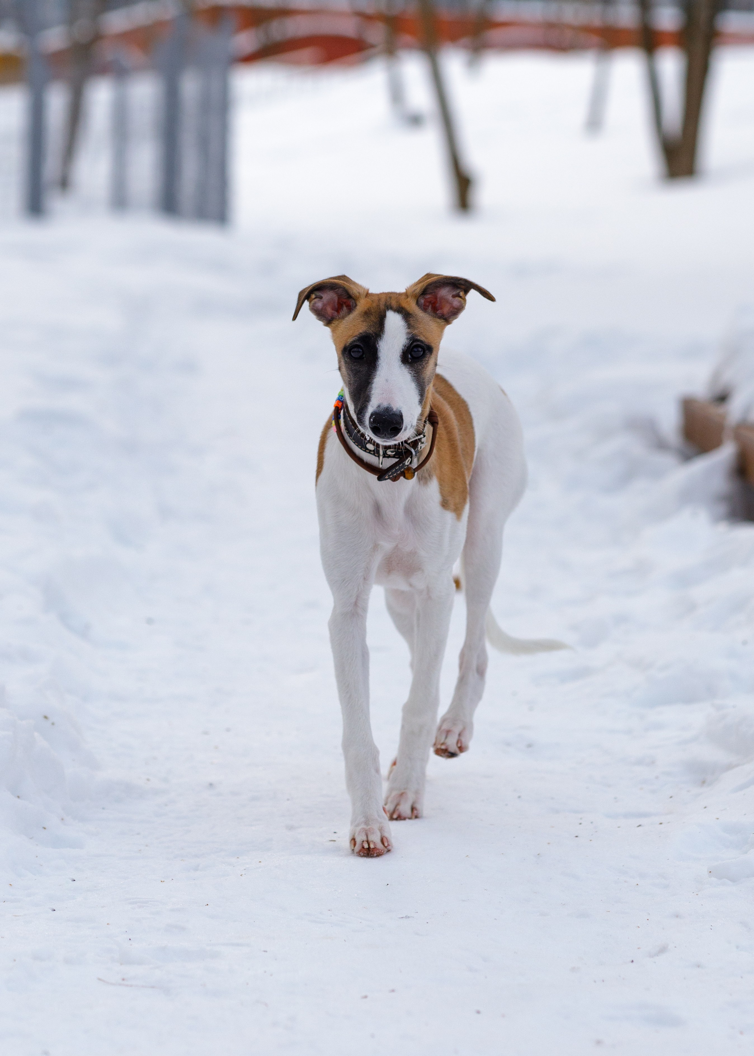 Ланди. Анна Самохина. Фотограф. Москва