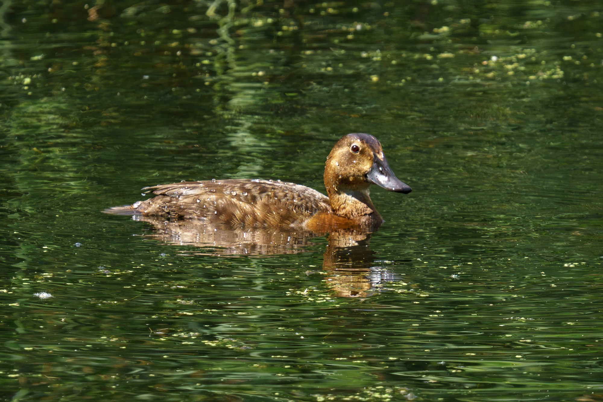 Удивительные мир птиц. Вокруг нас столько прекрасного — присмотритесь!. Ваш личный фотограф Марина Волкова