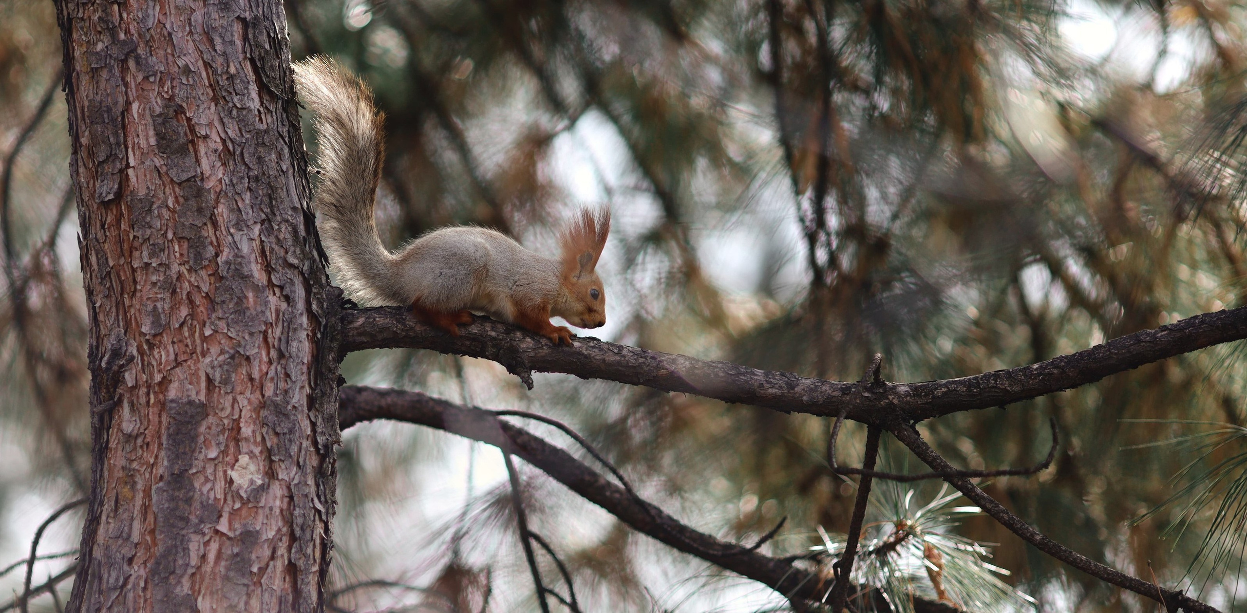 Фотография белка