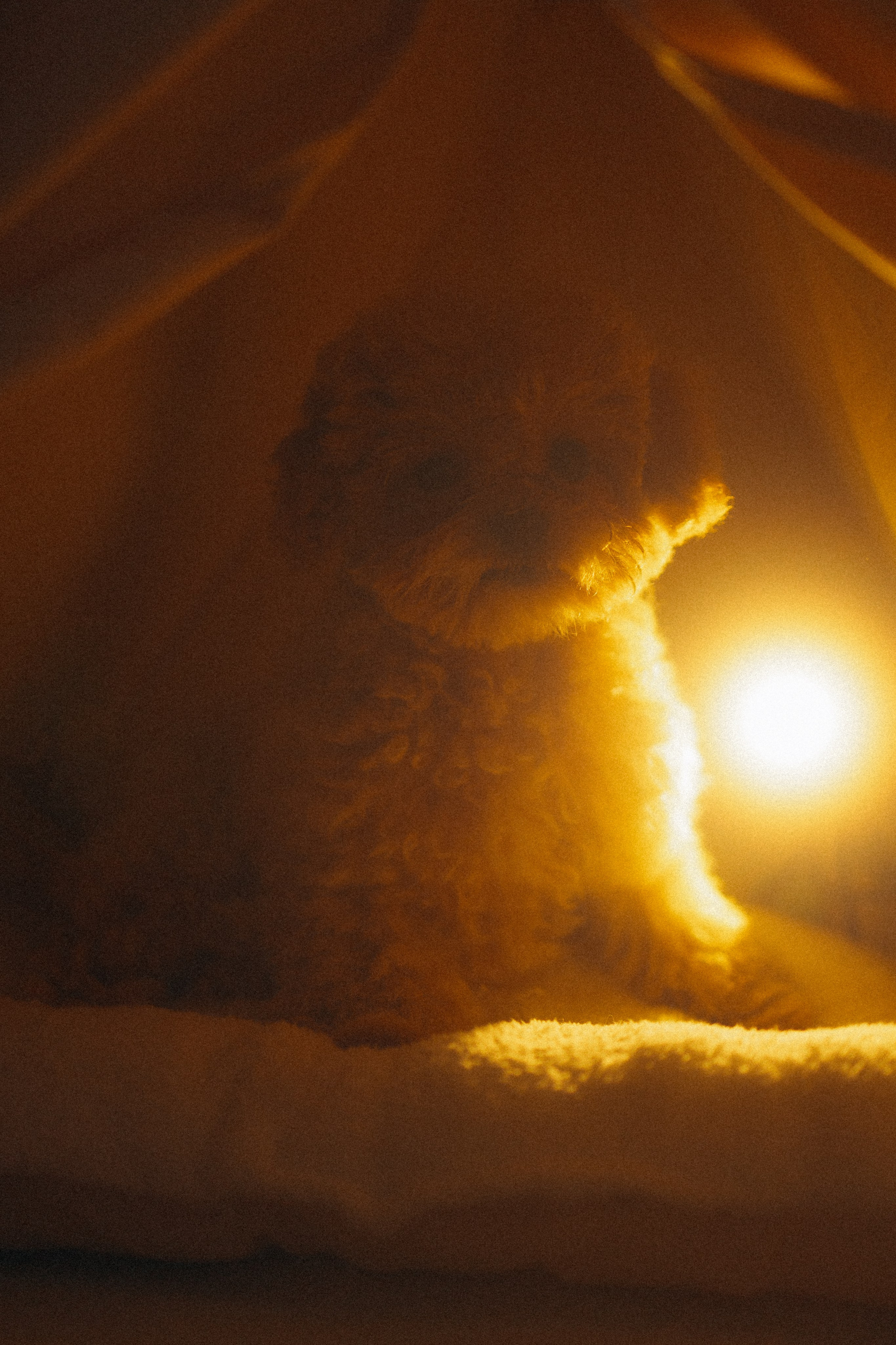 Ксюша, Дима и Куки. Фотораф — анималист Мария Шистка