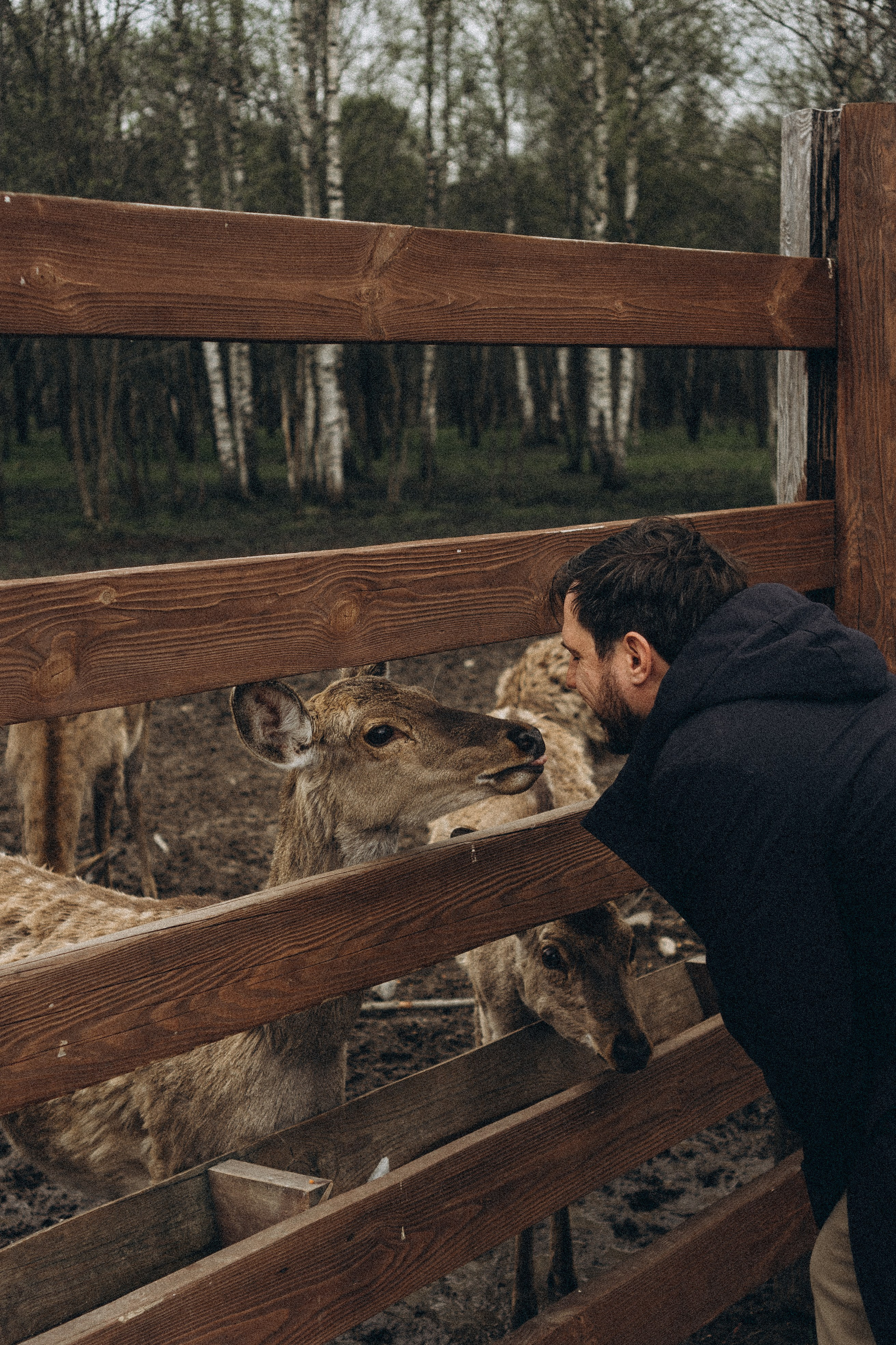 ОЛЕНЬЯ ФЕРМА В ТВЕРИ. Профессиональный фотограф, Санкт-Петербург — Виктория Богомолова