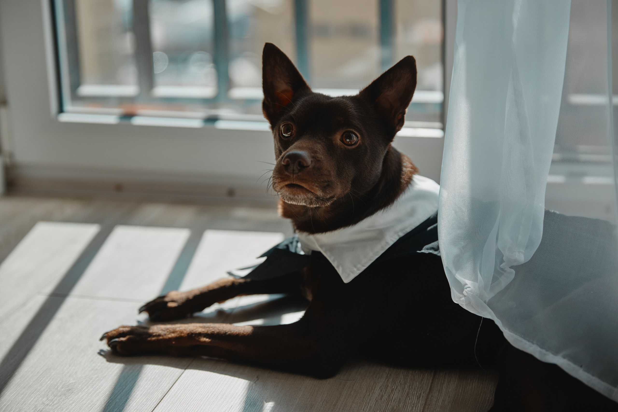 Собака в костюме жениха